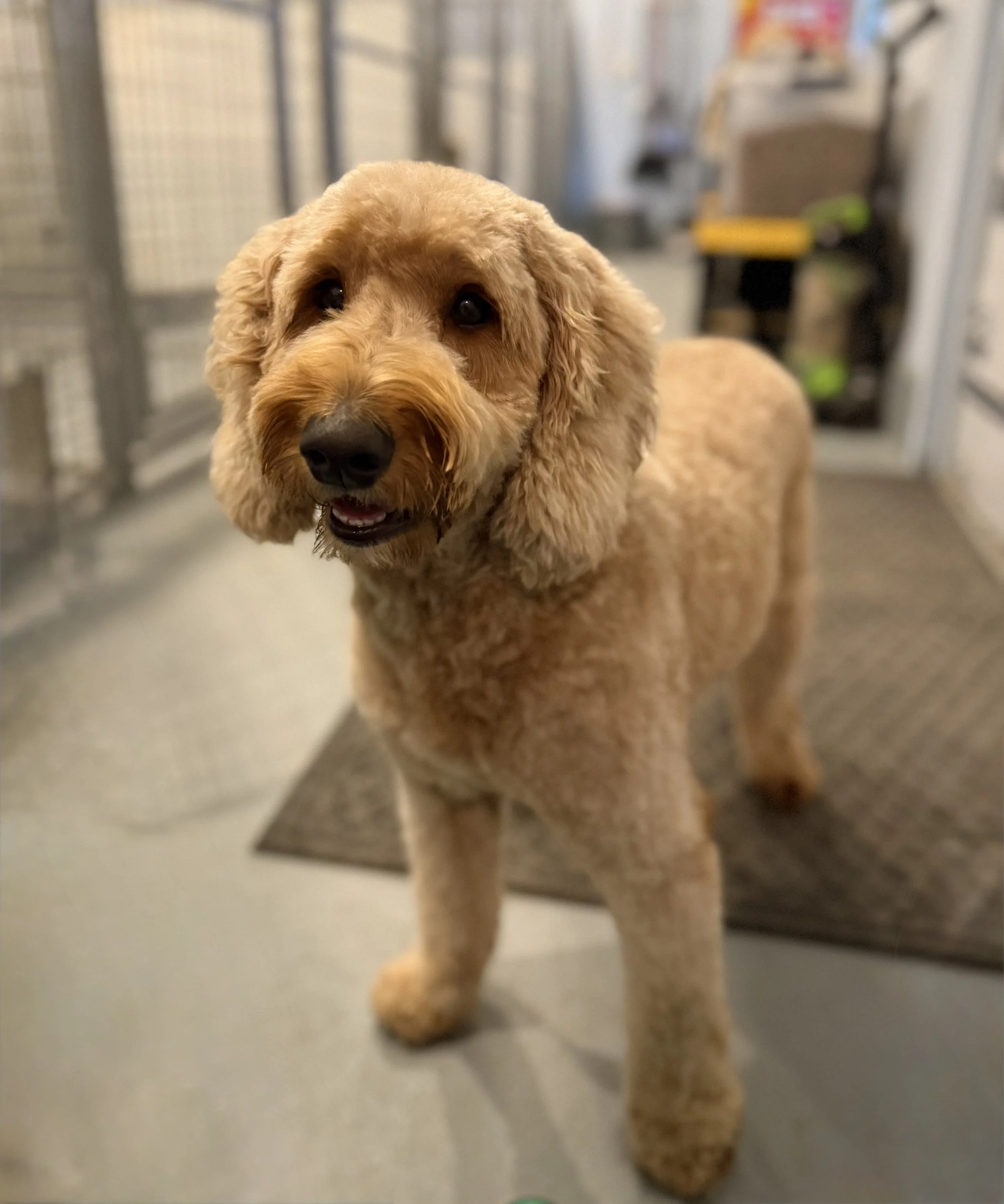 A golden-brown dog, possibly a poodle mix, with floppy ears and dark eyes, standing on a floor in an indoor setting.