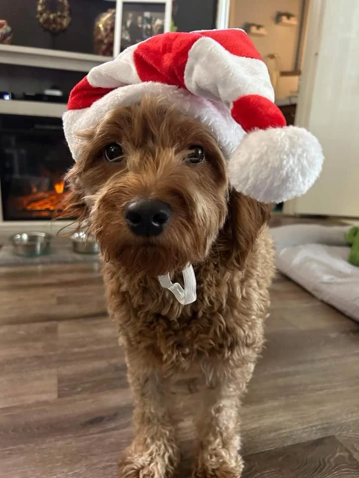A brown curly-haired dog wearing a Santa hat, standing on a wooden floor in a living room.