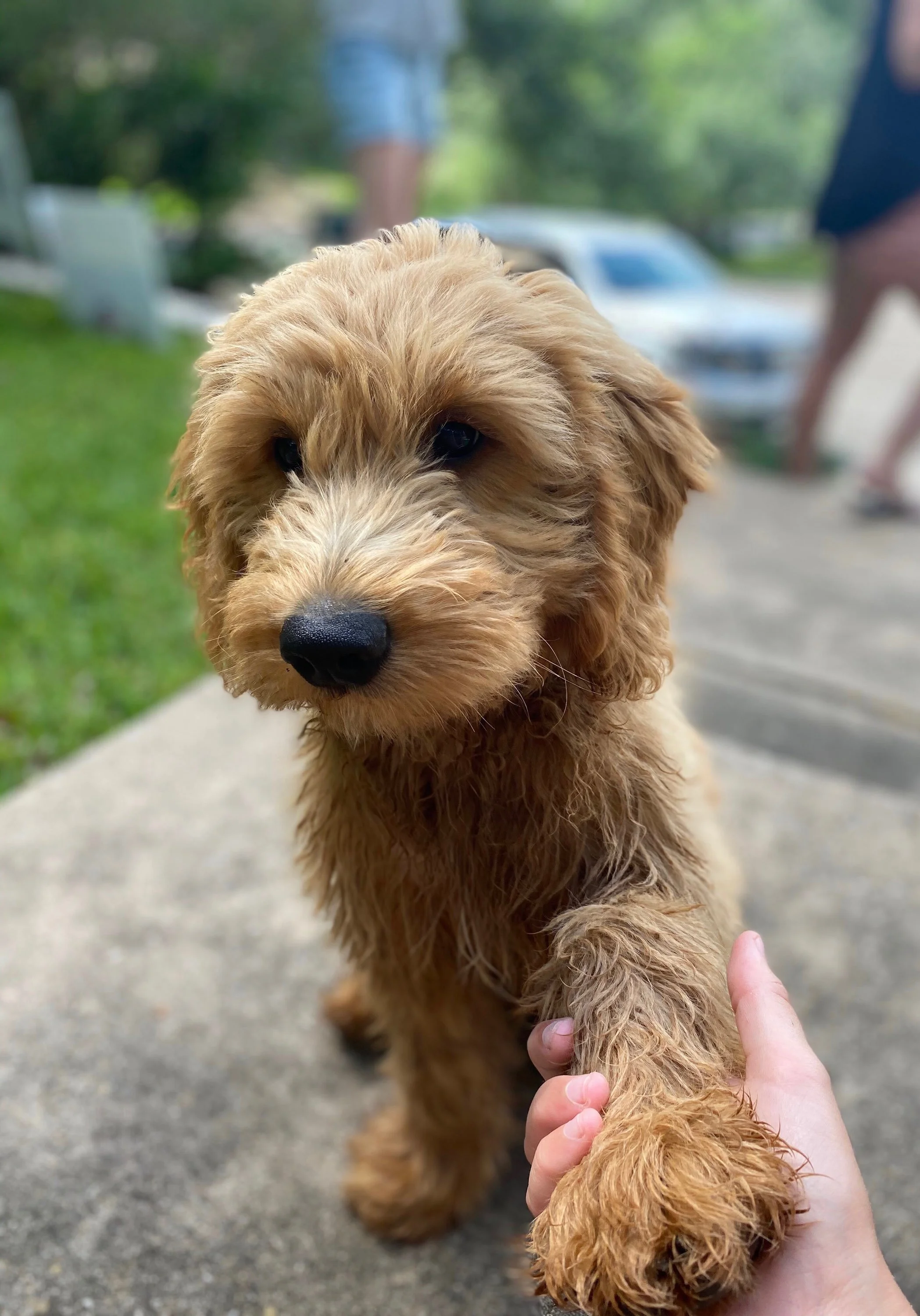 Close-up of a fluffy brown puppy with dark eyes and a black nose, being held by a person's hand outdoors on a sidewalk with green grass and blurred cars and people in the background.
