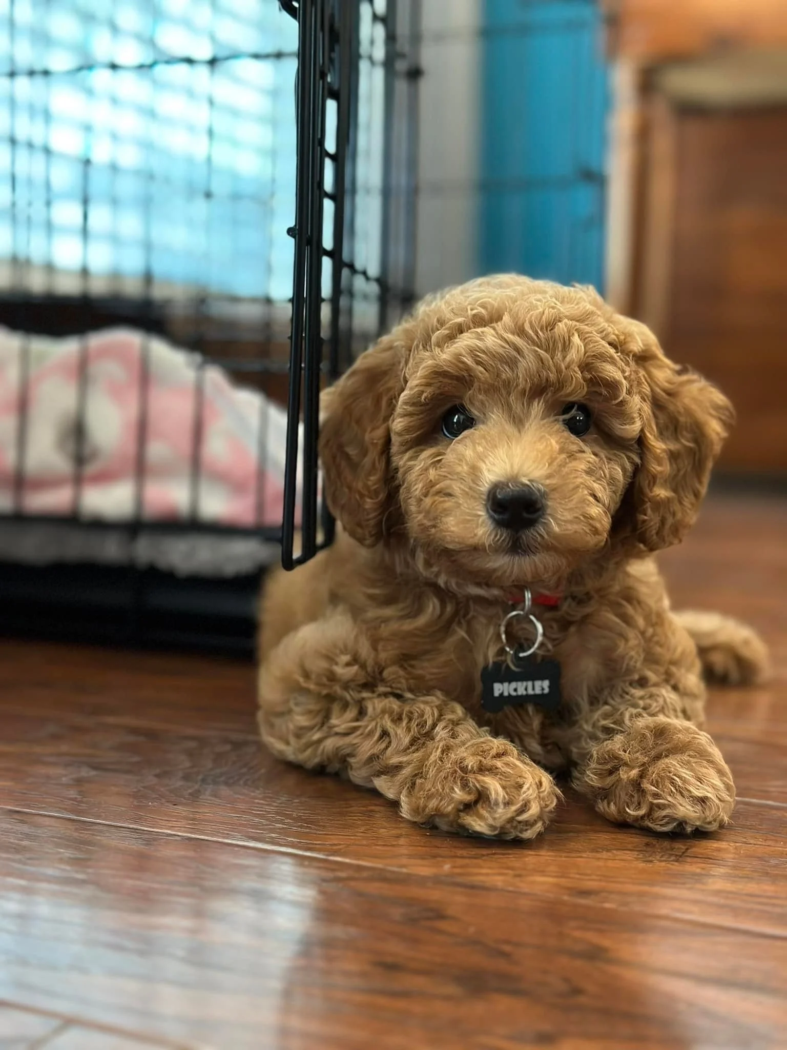 A cute, curly-haired brown puppy lying on a hardwood floor next to a black pet crate with a blanket inside. The puppy is looking directly at the camera with big, dark eyes, wearing a small black tag with the name 'Pickles'.