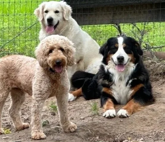 Three dogs sitting outdoors near a fence, two standing and one lying down, with grass and dirt ground.
