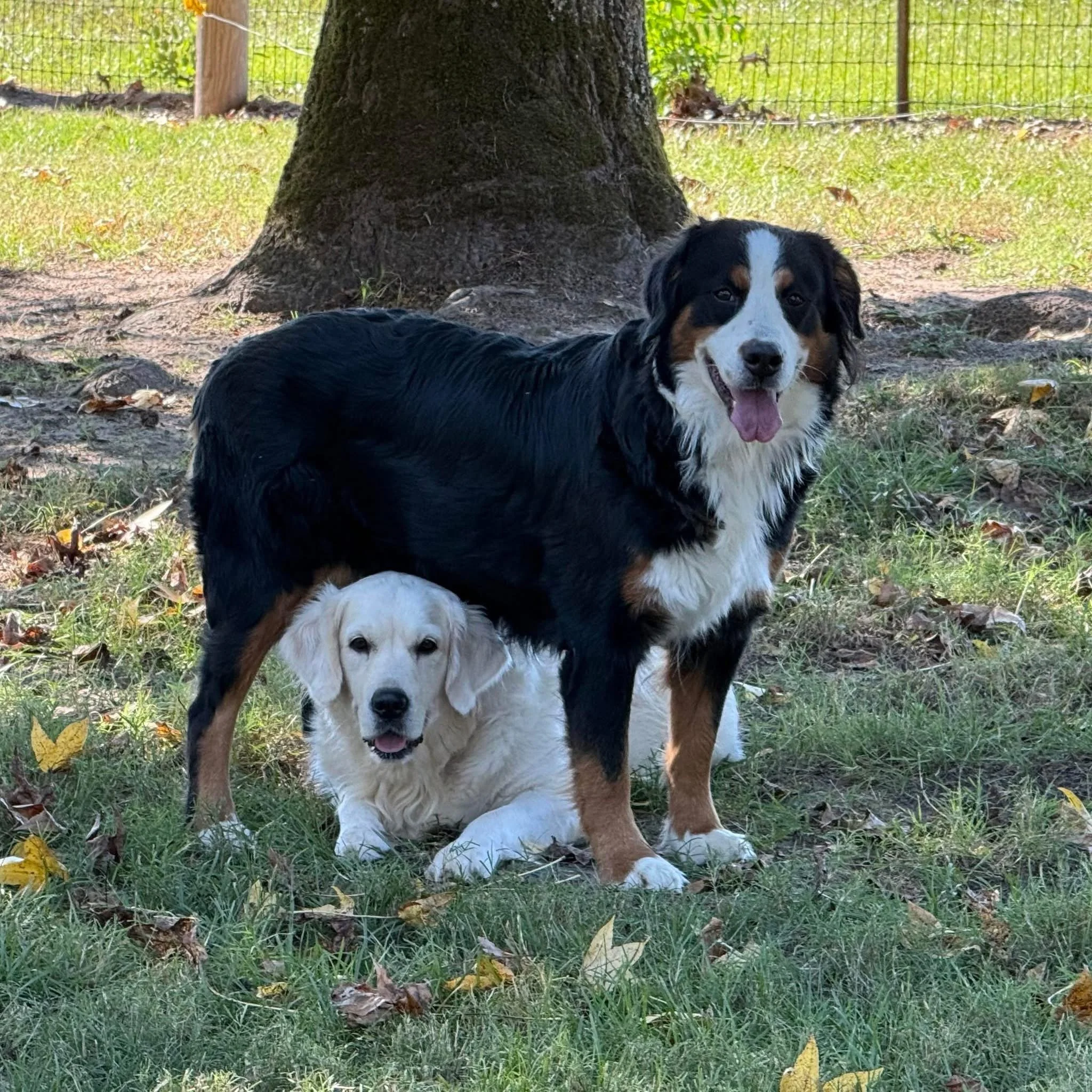 A black, white, and brown dog lying on grass under a tree with a metal fence in the background.