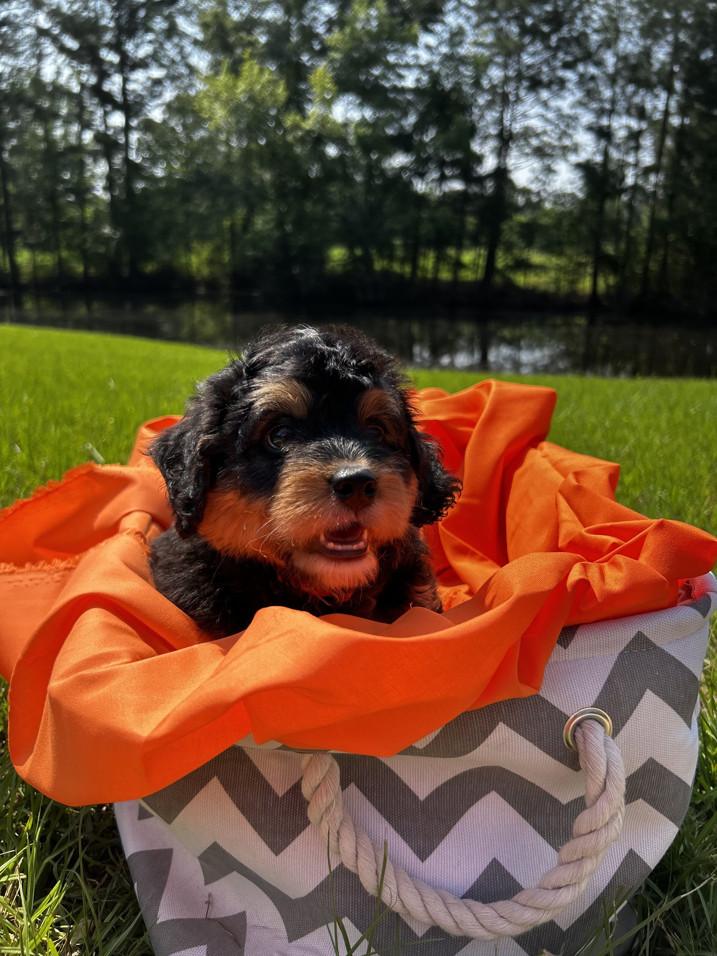 Bernese Mountain Dog