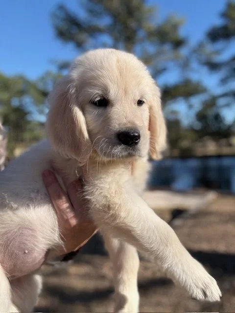 A person holding a cute, light-colored Labrador Retriever puppy outdoors with trees and a blue sky in the background.
