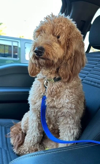 A fluffy, curly-haired, light brown dog sitting in a car seat, with a blue leash attached, looking out the window.