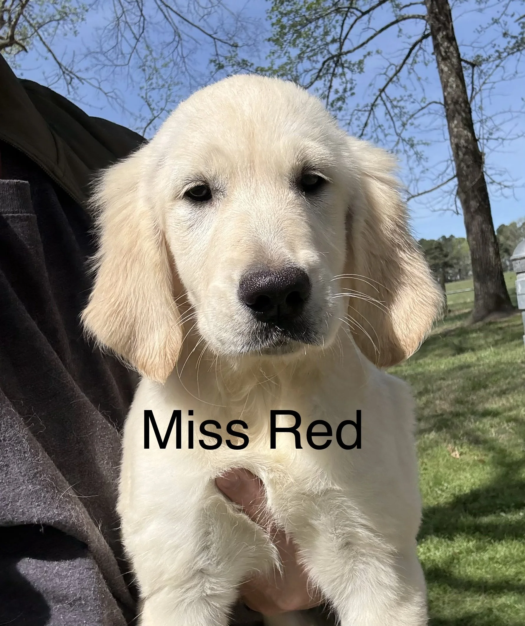 Close-up of a yellow Labrador Retriever puppy with blue eyes outdoors, with trees and a grassy area in the background, and the text 'Miss Red' at the bottom.
