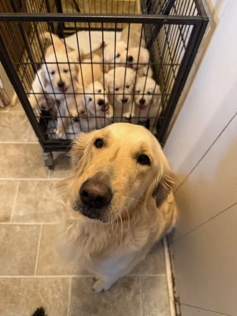 Golden retriever sitting on tiled floor looking at camera in front of a crate full of white puppies.