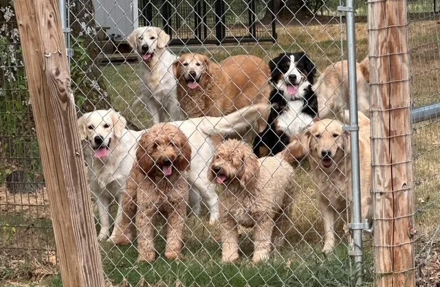 A group of nine dogs behind a chain-link fence in a yard.