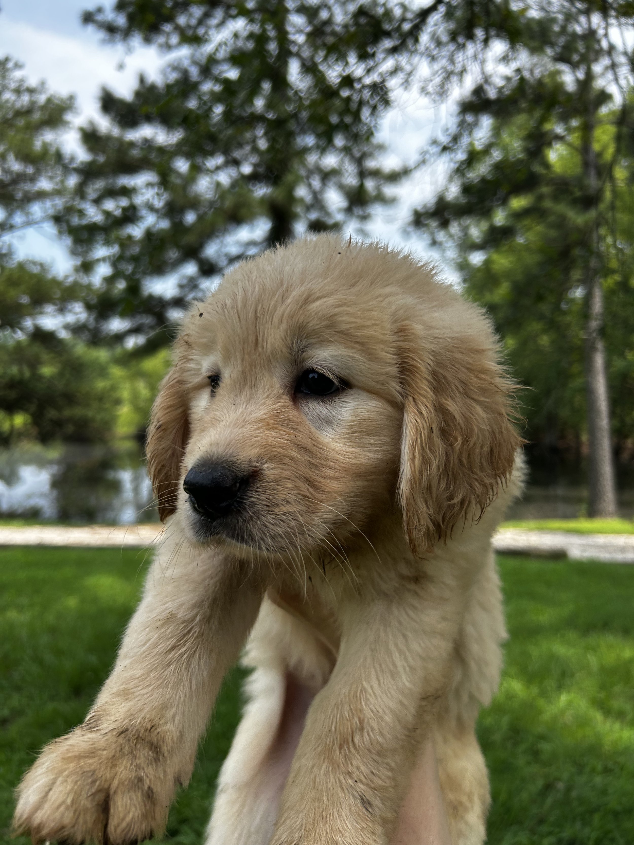 Golden Retriever
