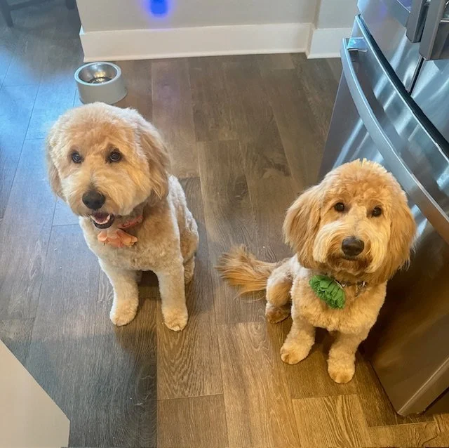 Two adorable small dogs with curly, light-colored fur sitting on a wooden kitchen floor near a stainless steel refrigerator. One dog is wearing a pink bow tie, and the other has a green bandana. A dog bowl is visible in the background.