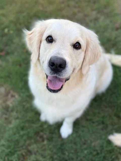 Close-up of a happy, cream-colored Labrador Retriever puppy sitting on grass, looking at the camera.