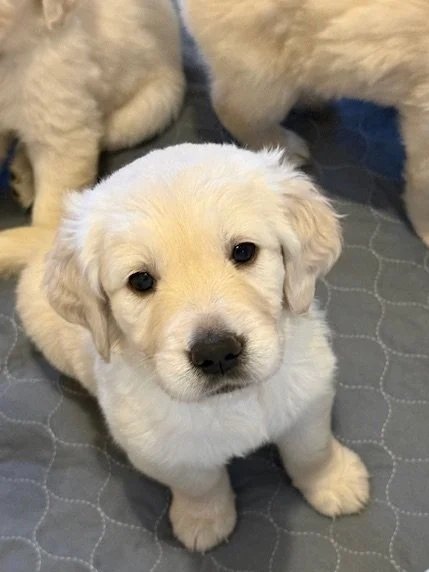 Cute yellow Labrador Retriever puppy sitting on a quilted surface.