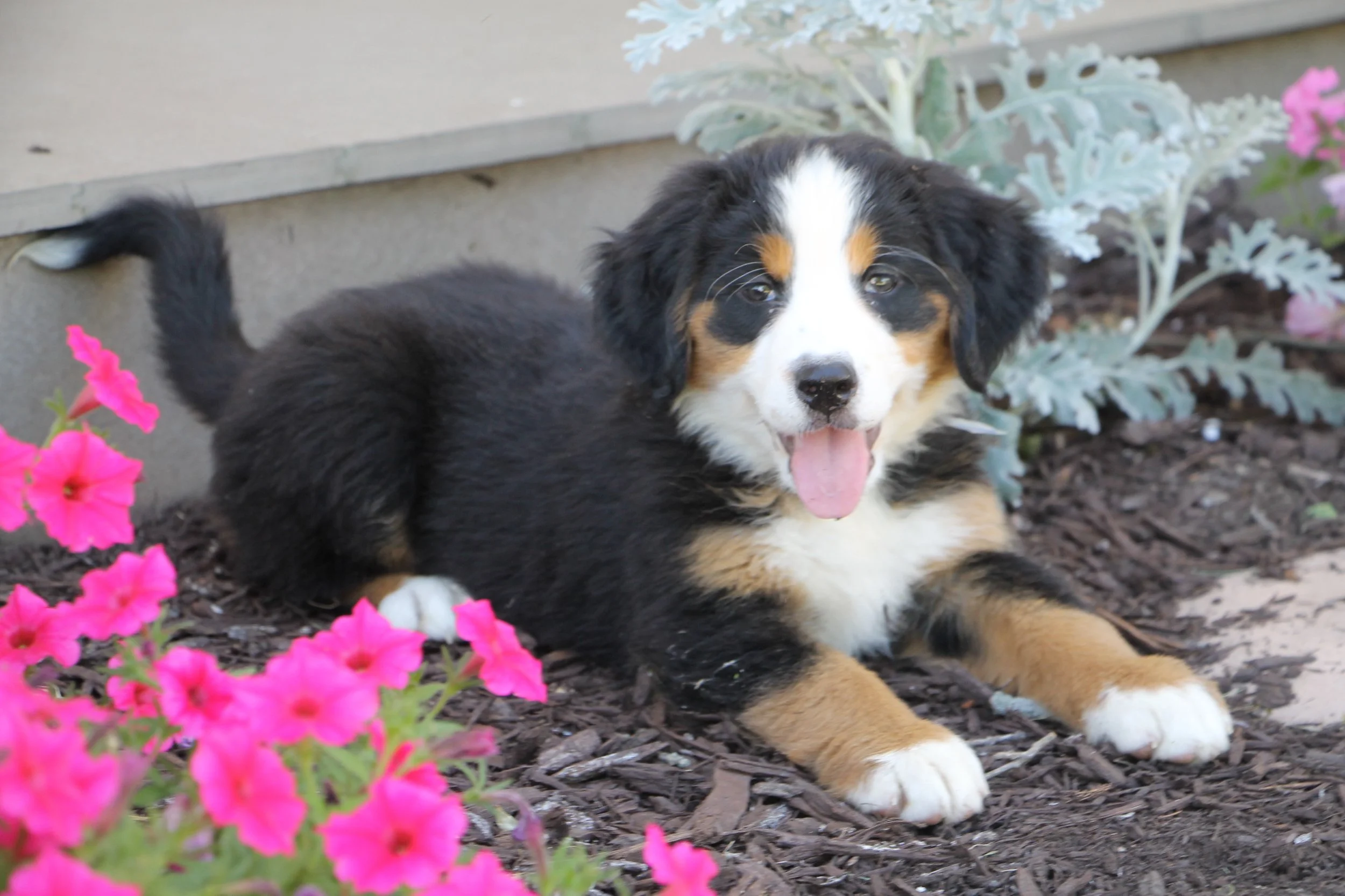 A Bernese Mountain Dog puppy lying on soil surrounded by pink flowers and green plants.
