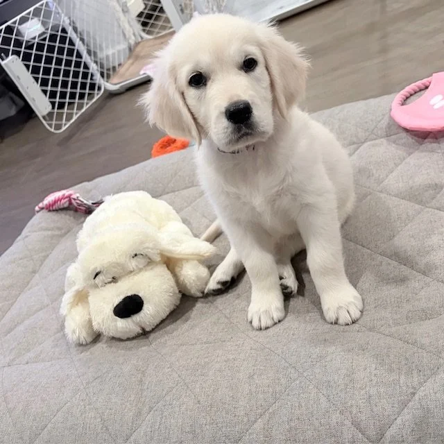Cute white puppy sitting on a gray quilted surface next to a plush dog toy.