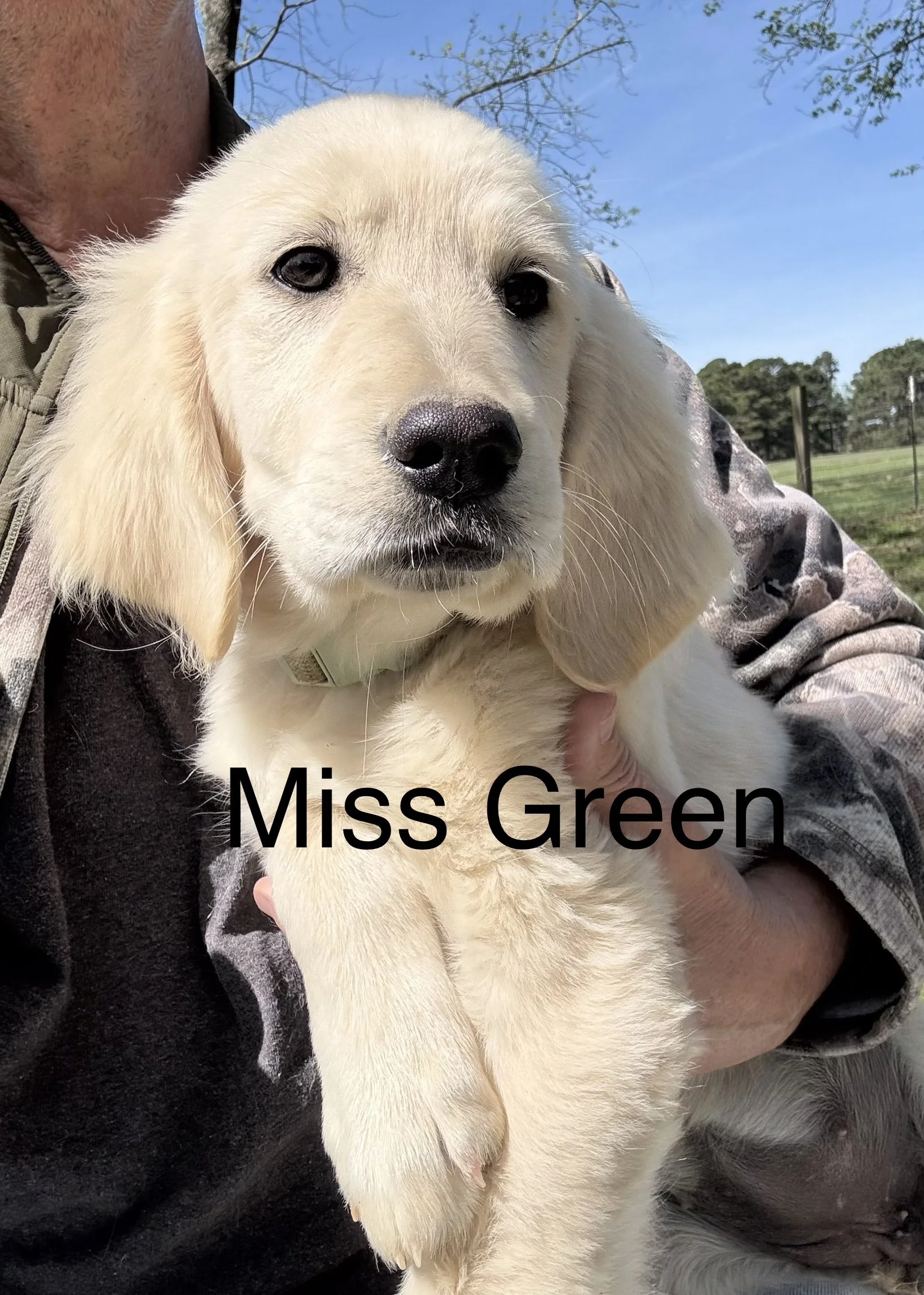 Close-up of a yellow Labrador Retriever puppy with blue sky and trees in background, being held by a person wearing camouflage-patterned clothing. Overlay text reads 'Miss Green'.