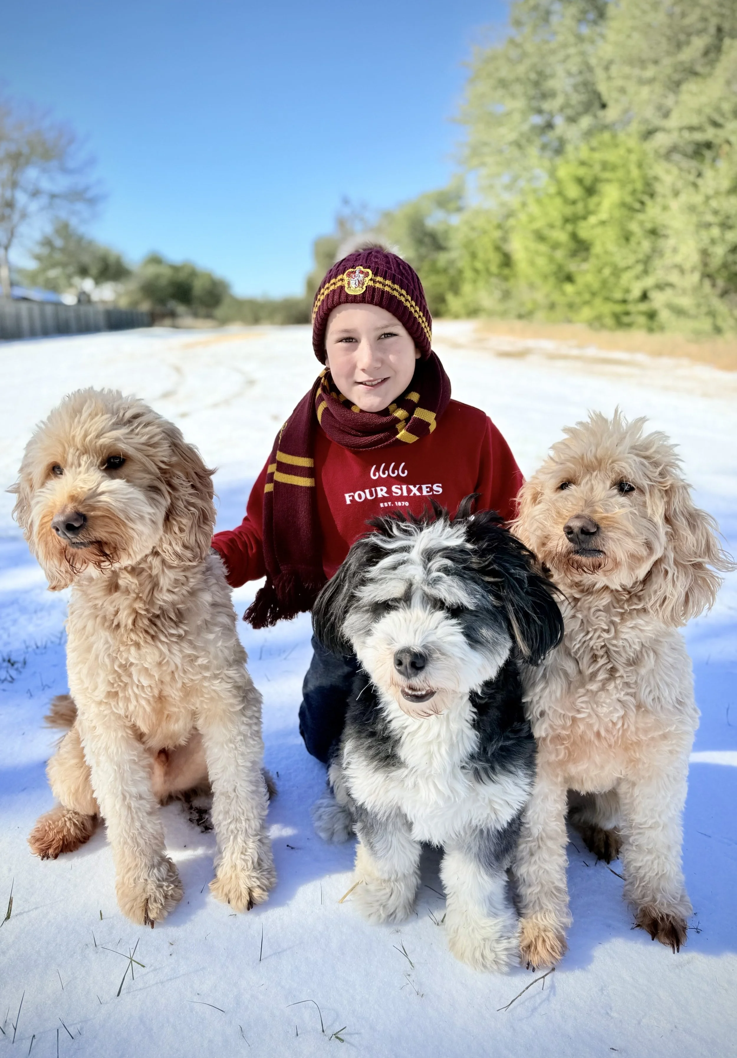 A young child wearing a maroon and yellow scarf, maroon beanie, and red sweatshirt standing in the snow with four fluffy dogs outdoors on a sunny winter day, with green trees and a blue sky in the background.