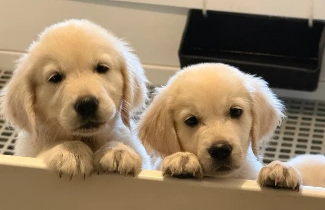 Two adorable golden retriever puppies peeking over a ledge, looking curiously at the camera.