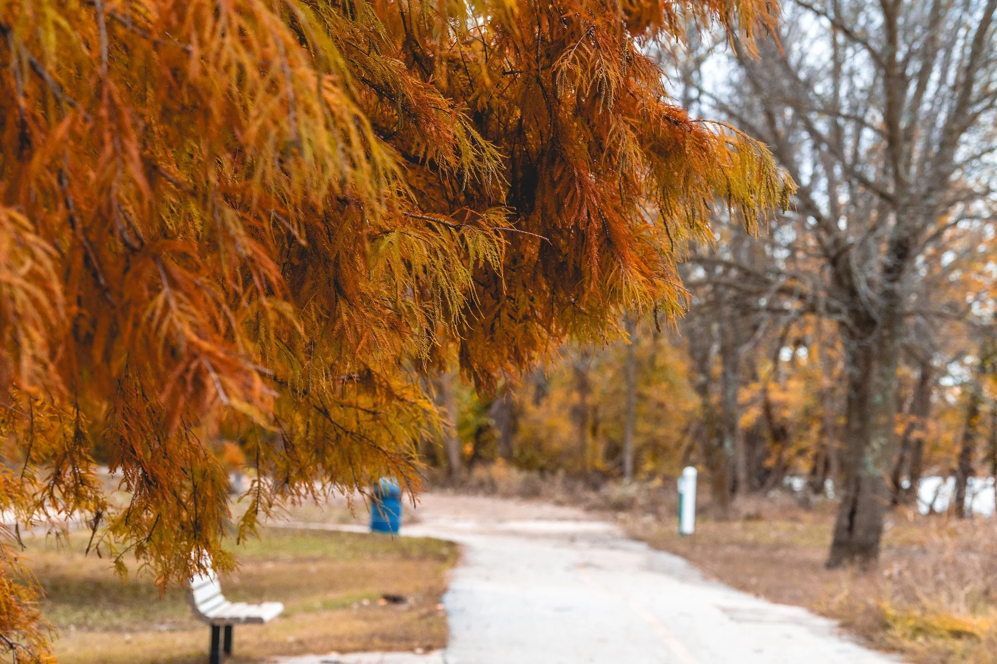 Close-up of orange autumn leaves on a tree with a blurred park pathway, a bench, and trees in fall colors in the background.