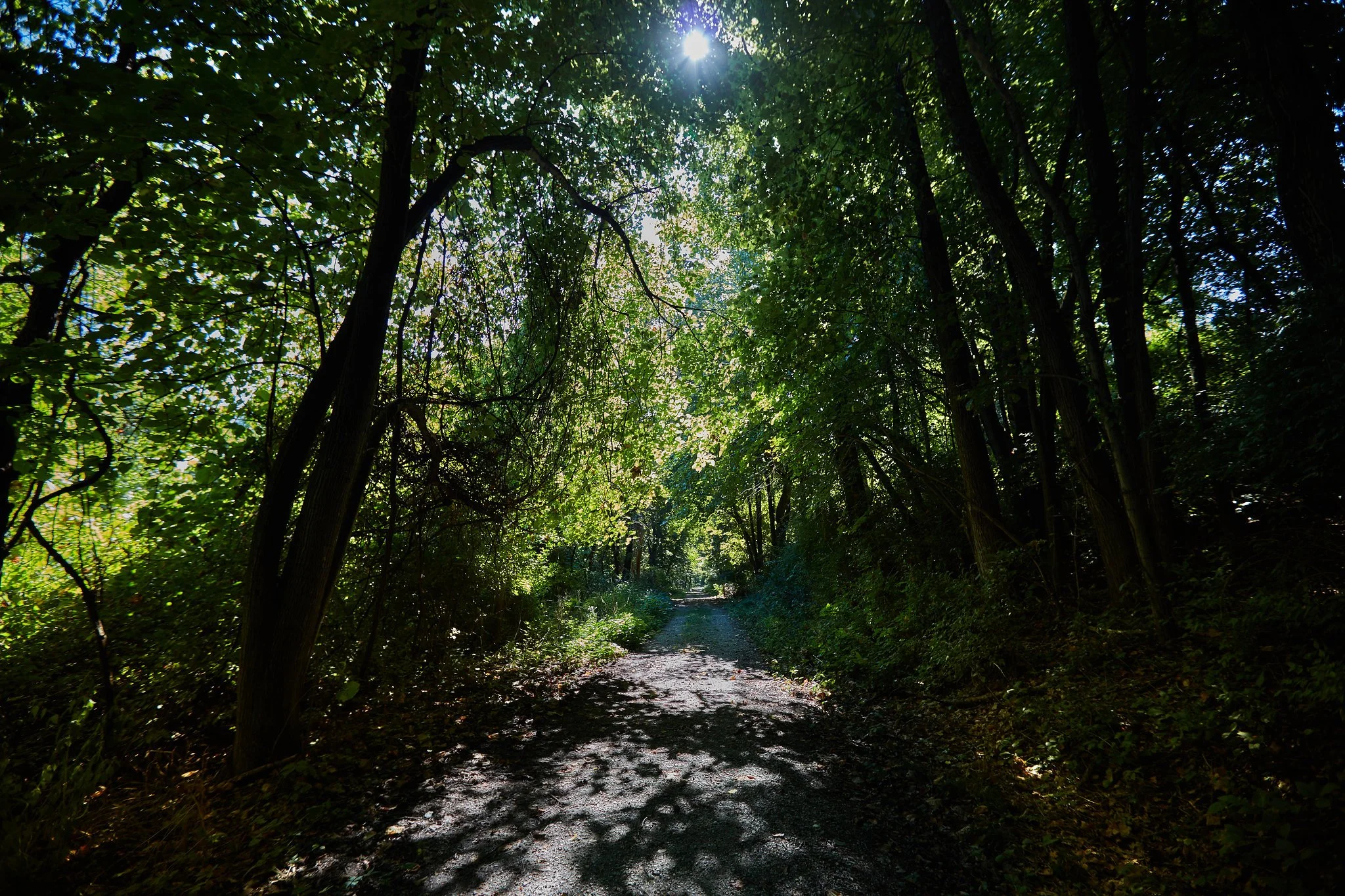 Image of a hiking trail with lots of greenery
