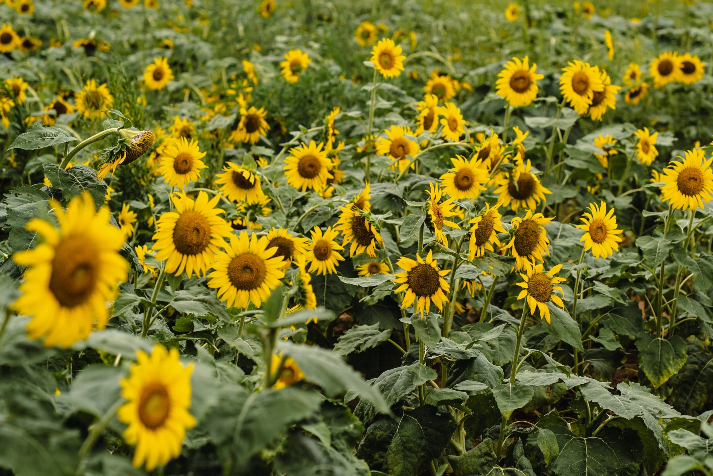 A field of blooming sunflowers with yellow petals and green leaves.