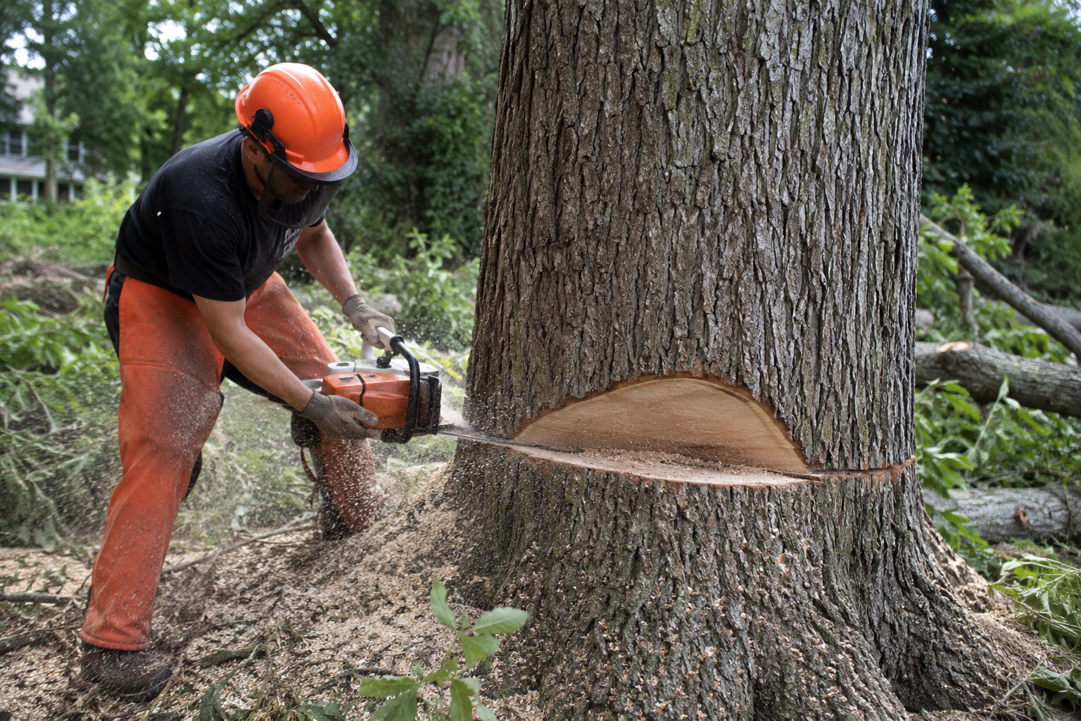 Tree Work