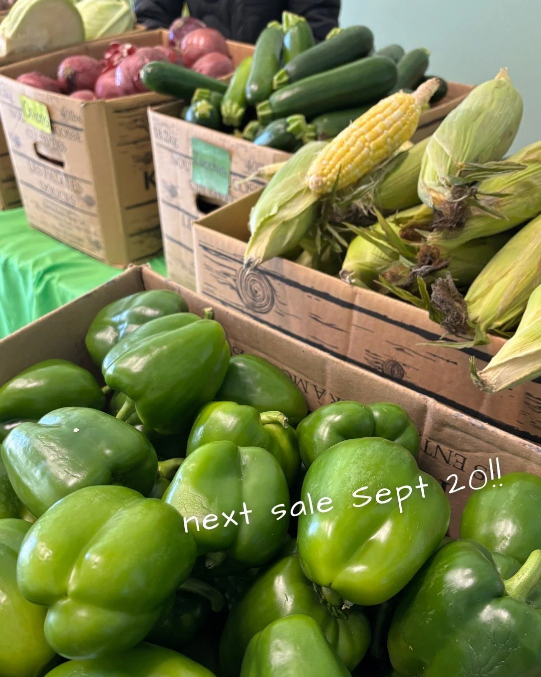 Gorgeous produce is just days away!! 🫑🌽

Our September Veggie Sale is taking place this Sunday, Sept 20 at 2700 Robie St from 10:30 am - 12 pm. We will have more than 1800 lbs of produce for just $1/lbs

RSVP Now: https://forms.gle/guccMNt6zPk9LJ9F