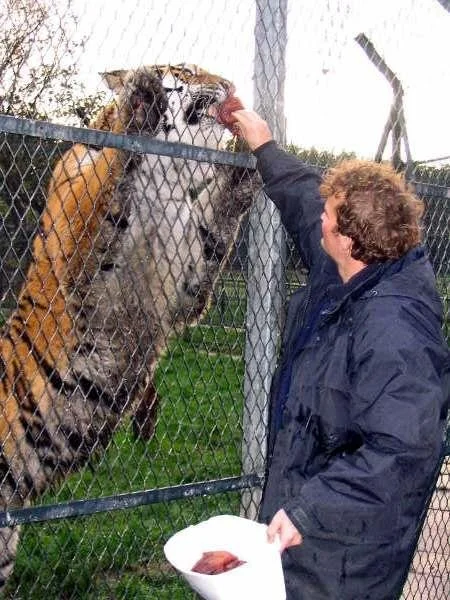 A person feeding a tiger through a metal fence at a zoo or sanctuary.