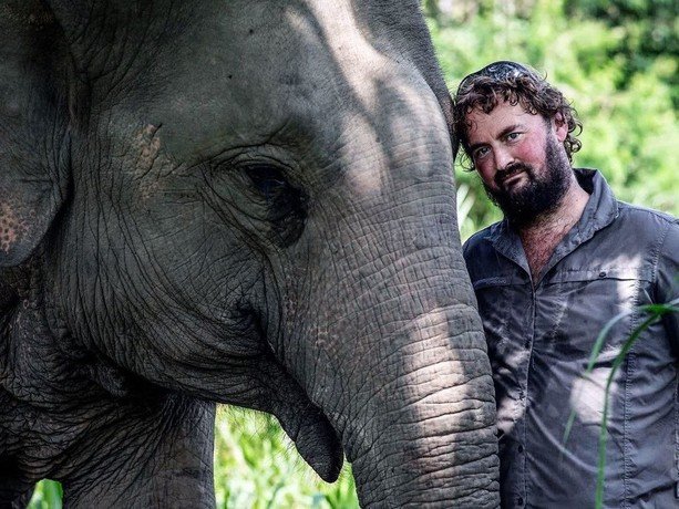A man standing next to a large elephant in a green, outdoor setting.