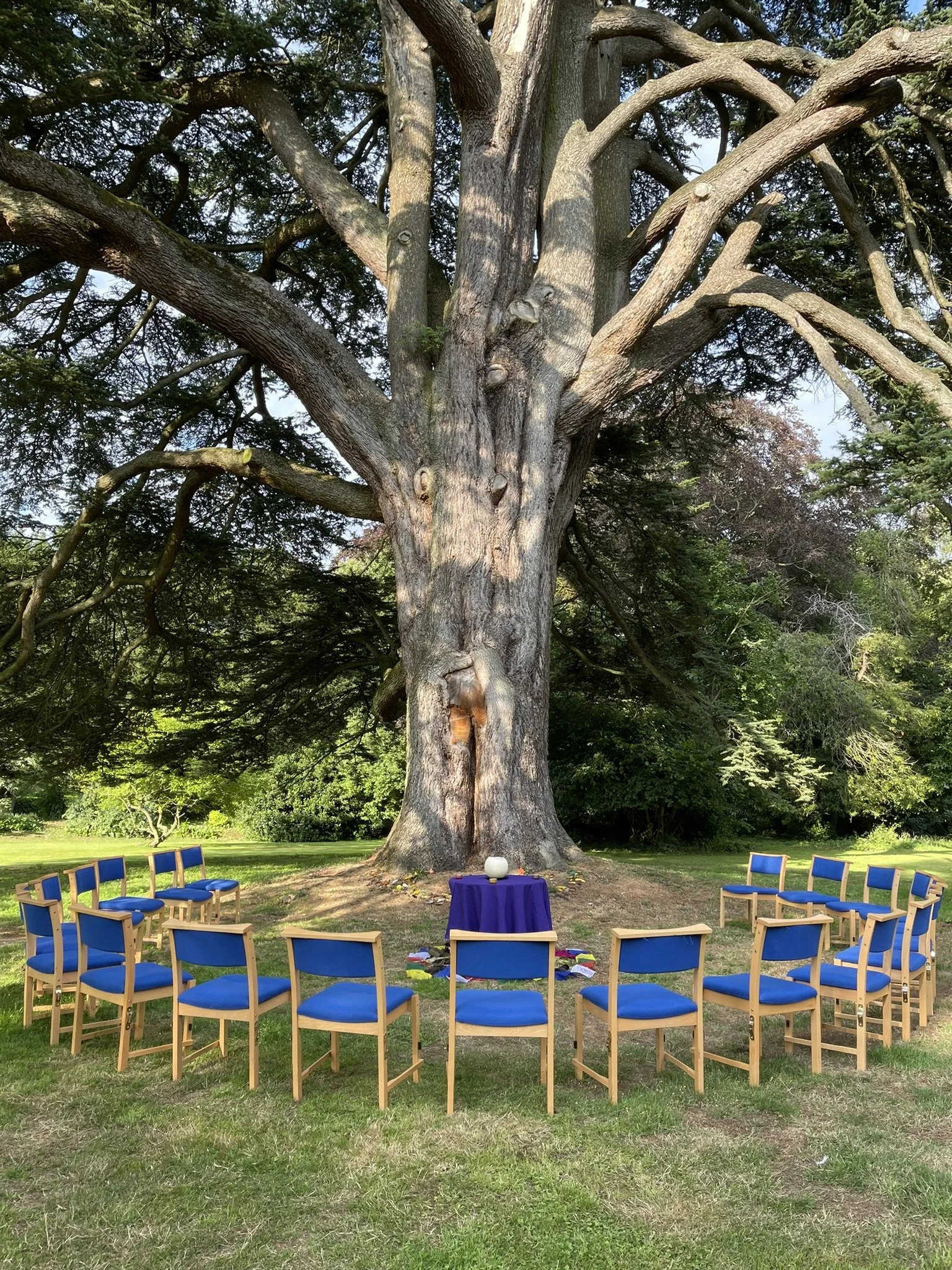 A semi circle of wooden chairs with blue seats underneath a huge coniferous tree, with an altar in the middle