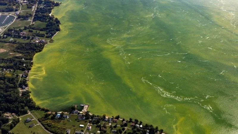 Lough Neagh and the Treason of Bad Stewardship
