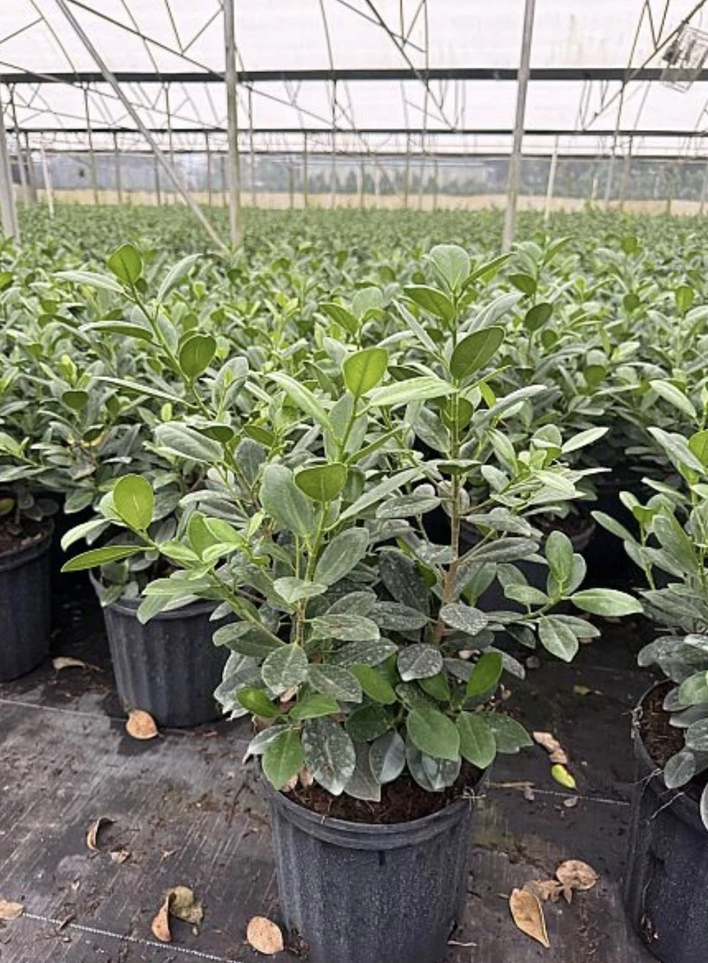 Ficus microcarpa 'Green Island' (3G/10")