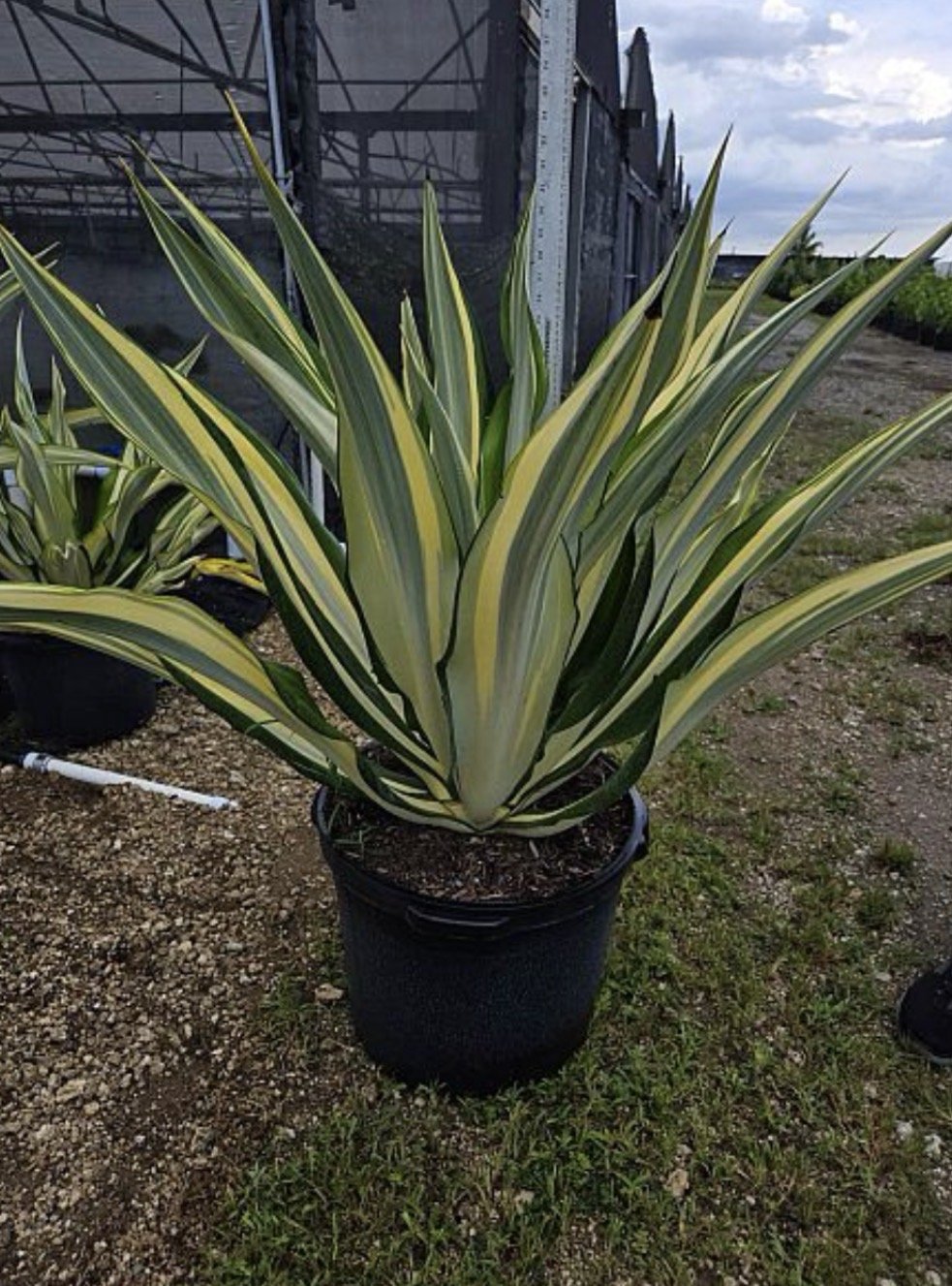 Furcraea foetida 'Variegata' (Variegated False Agave) (15G/17")