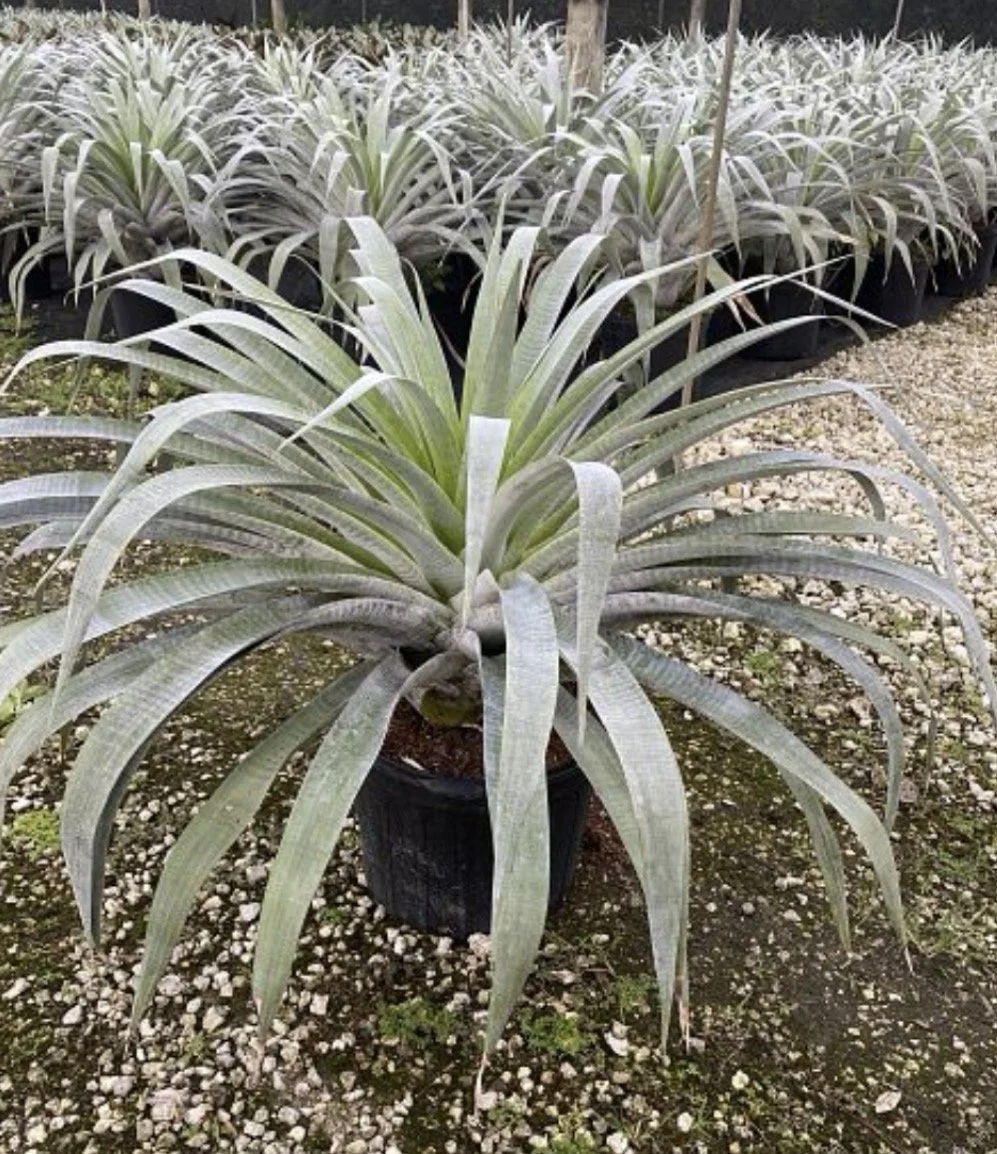 Alcantarea 'Odorata' Bromeliad (7G/14")