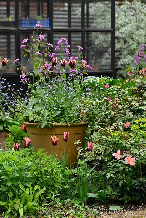 A garden with various flowering plants, including tulips, roses, and geraniums, with a large clay pot holding purple and pink flowers in the center, and a greenhouse or building with windows in the background.