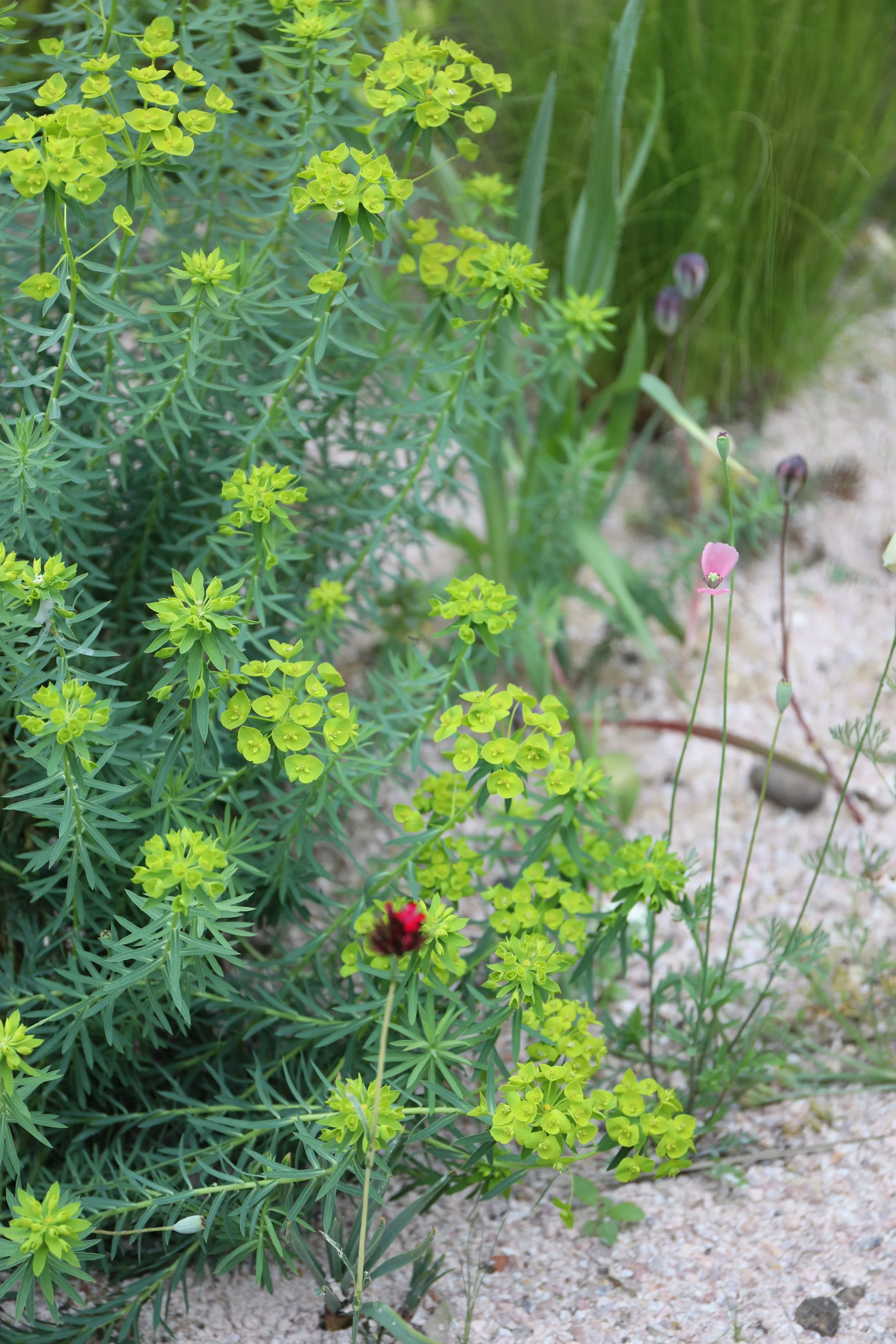 Yellow-green flowering plants with slender green leaves, pink and purple flowers, and a small dark red flower on sandy ground.
