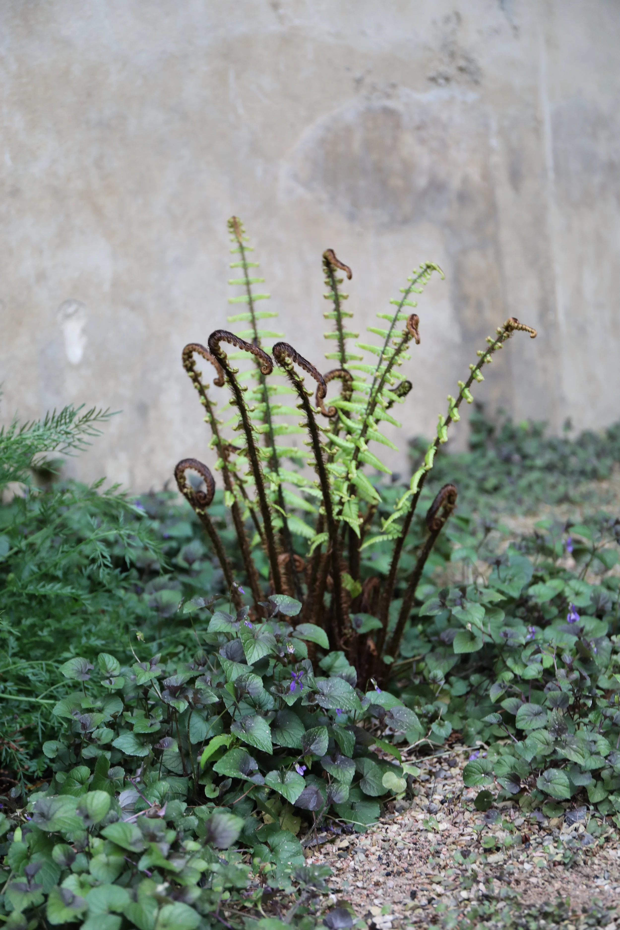 A small fern with young green fronds growing among dark purple ground cover plants in front of a weathered concrete wall.
