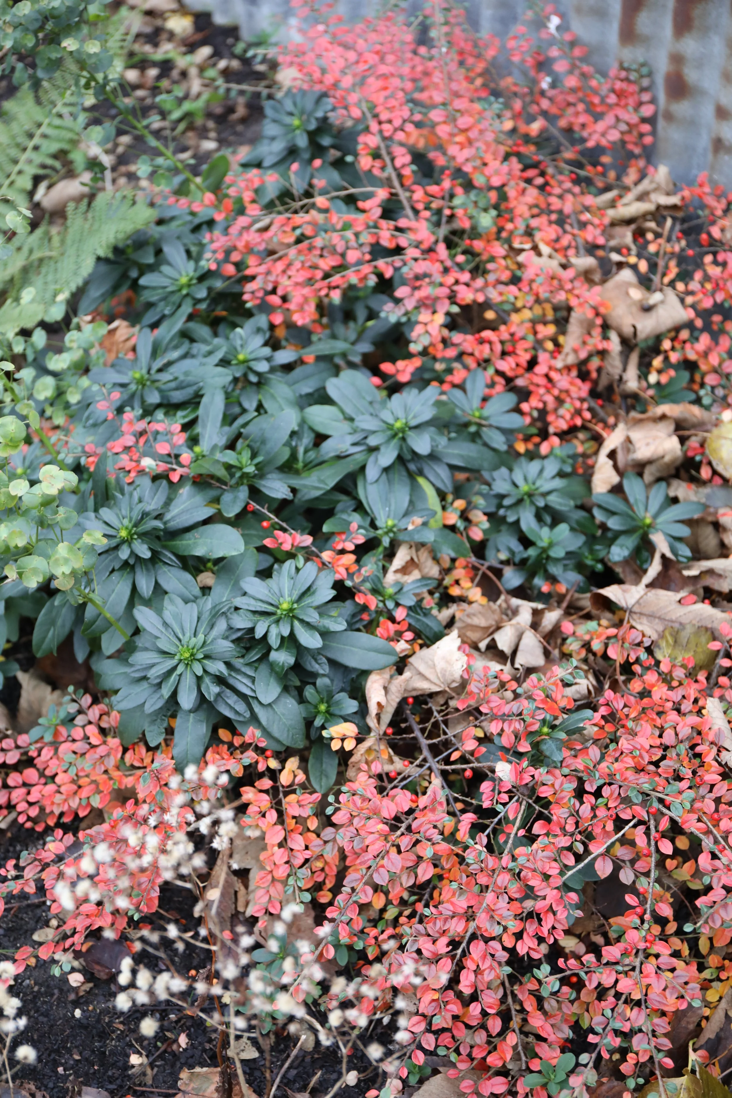 A variety of plants, including dark green leafy bushes, small pink and red ground cover, and a few dried leaves, with a rusty metal wall in the background.