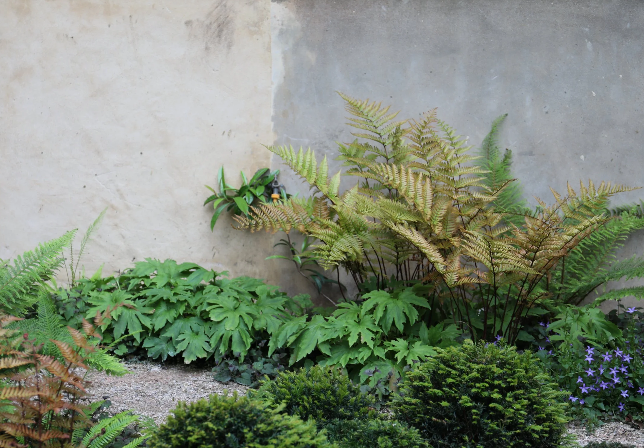 A lush garden with various green plants and ferns in front of a textured wall.