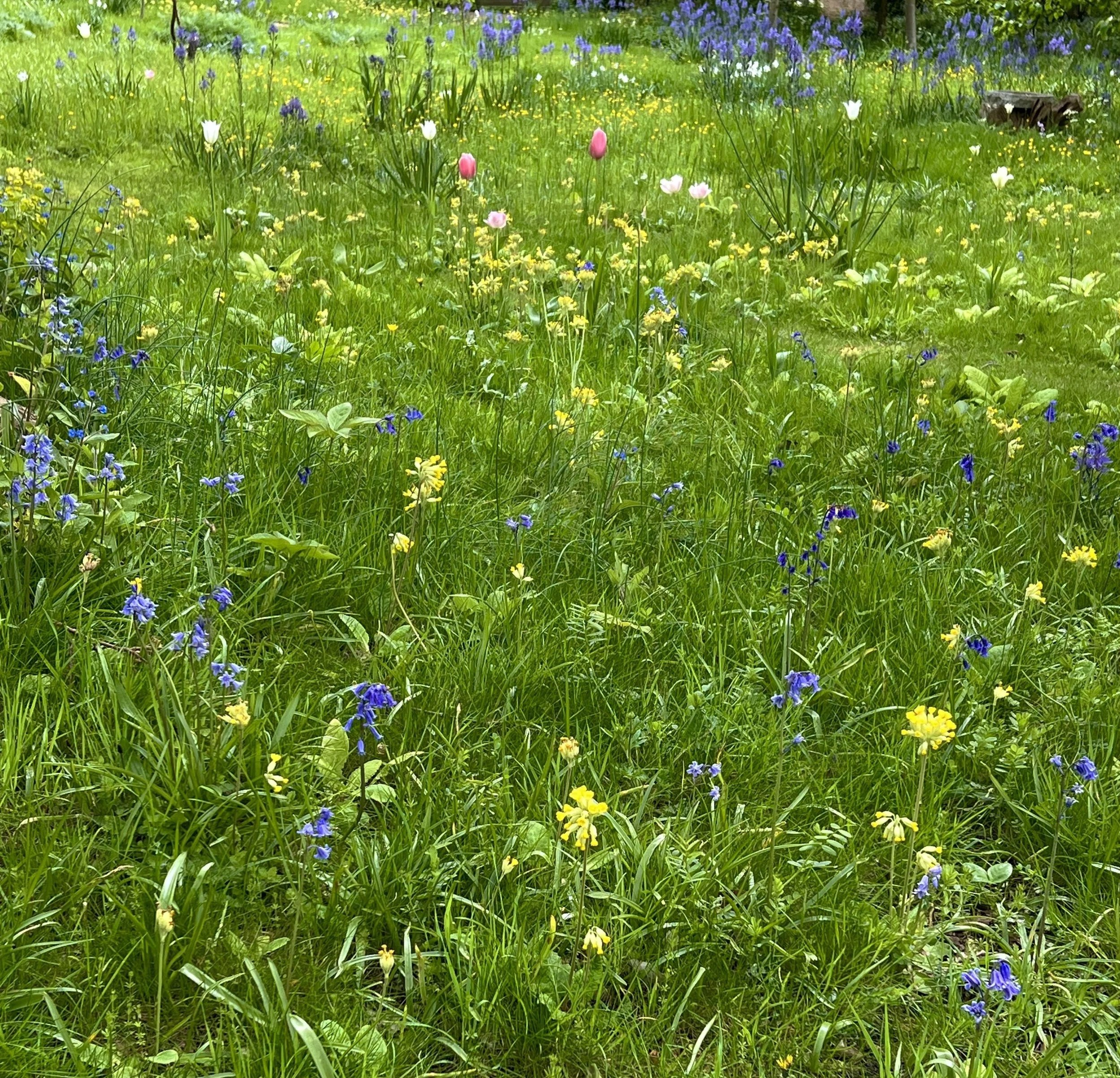 A grassy field filled with wildflowers including blue, yellow, white, and pink blossoms, with a slightly blurred background of trees and a dog lying in the distance.