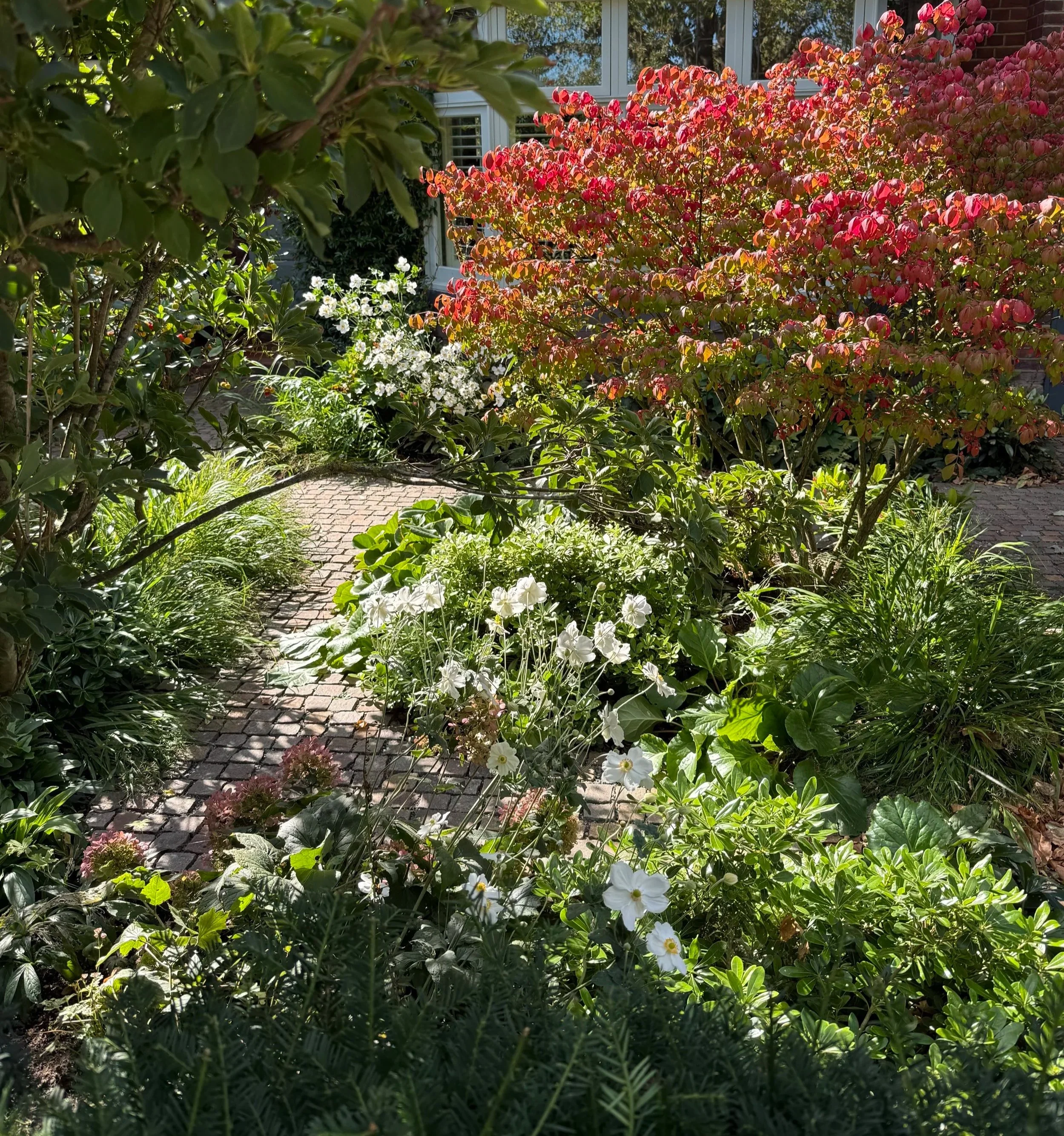 A lush garden with a brick pathway surrounded by various green plants and flowers, including white and pink blossoms, with a house partially visible in the background.