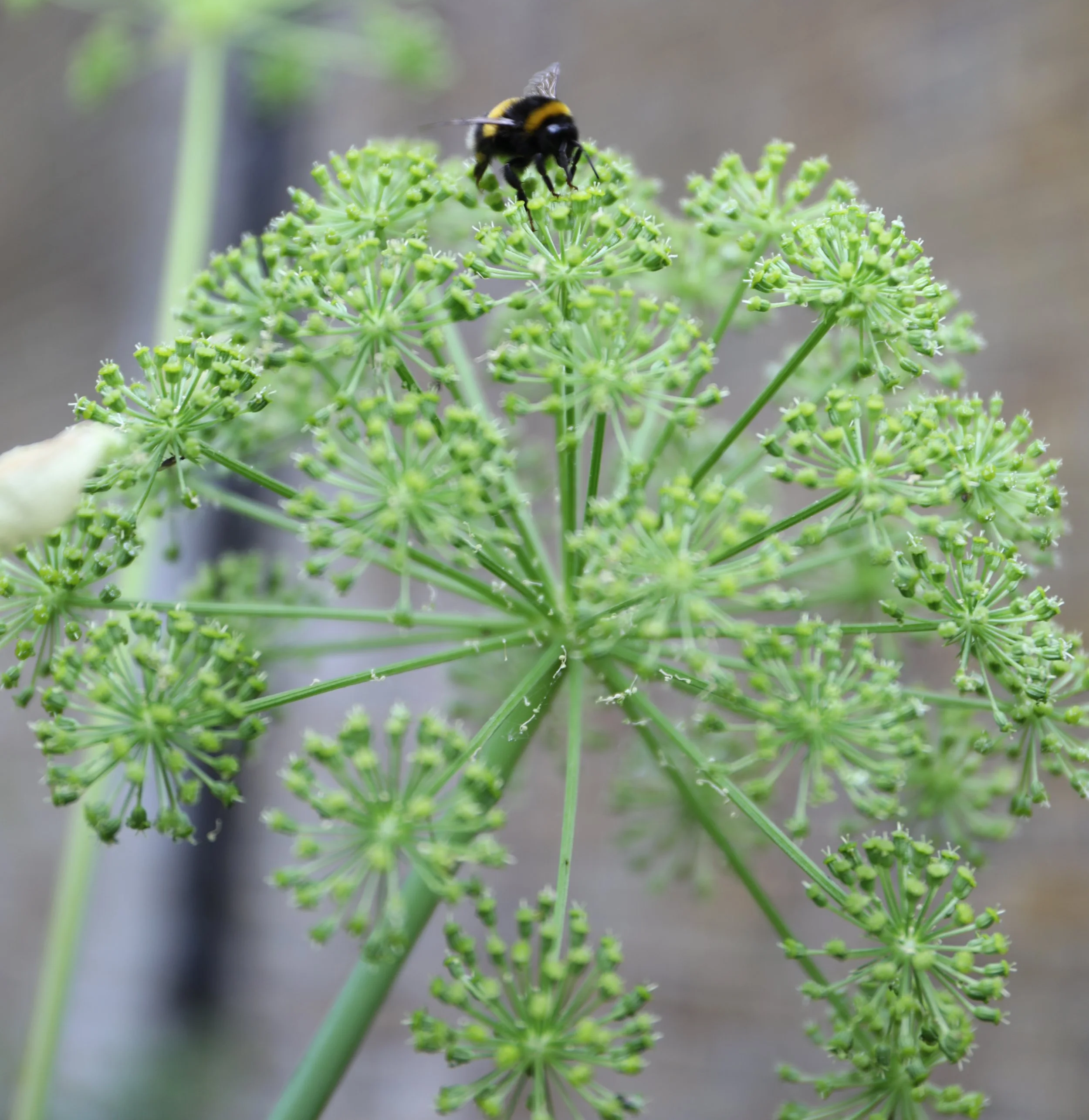 A bee collecting nectar from green parsley flowers.