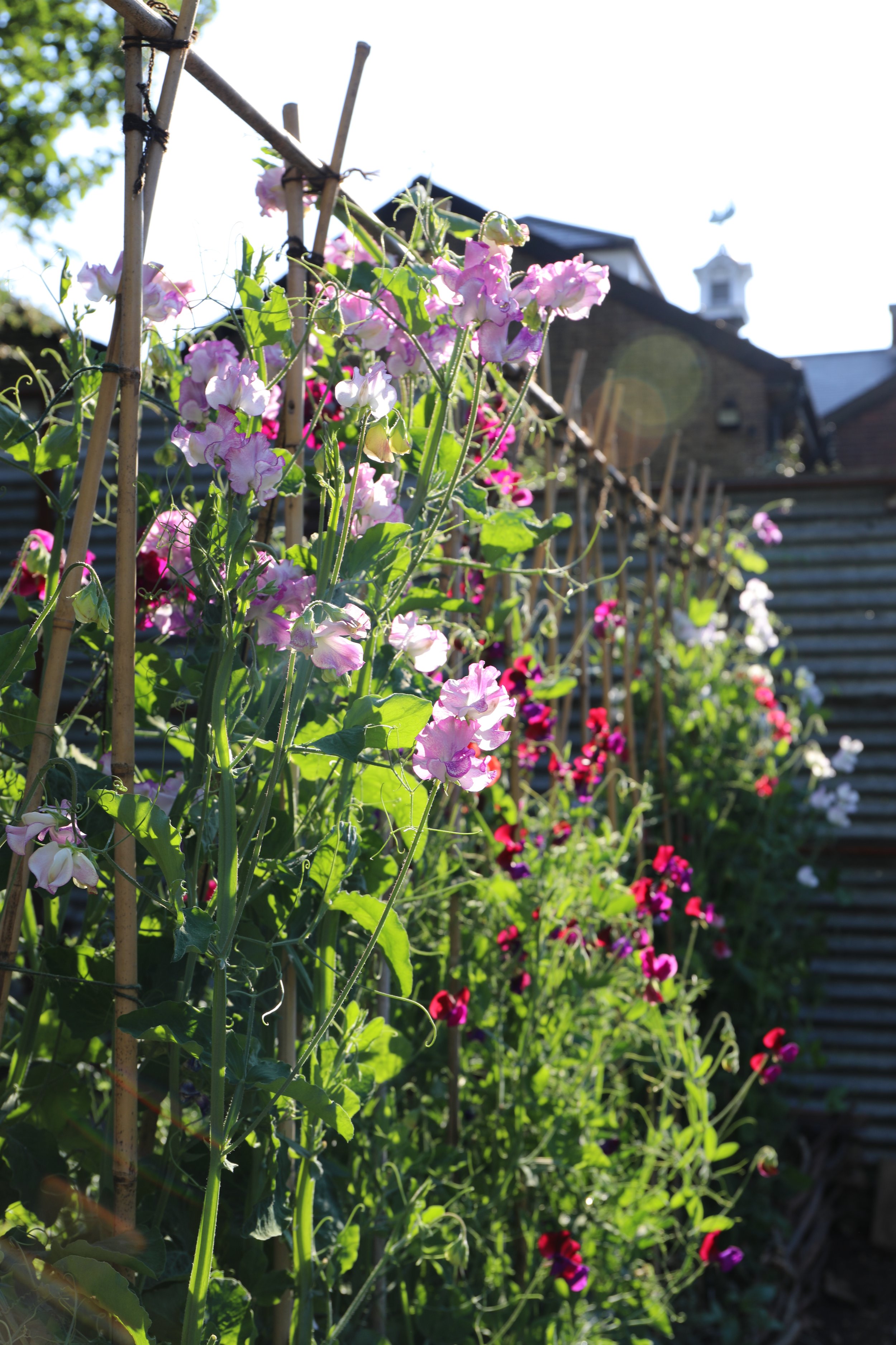 A garden with blooming sweet pea flowers supported by wooden stakes, with sunlight illuminating the vibrant pink, white, and purple blooms, and a shed with a wooden fence in the background.