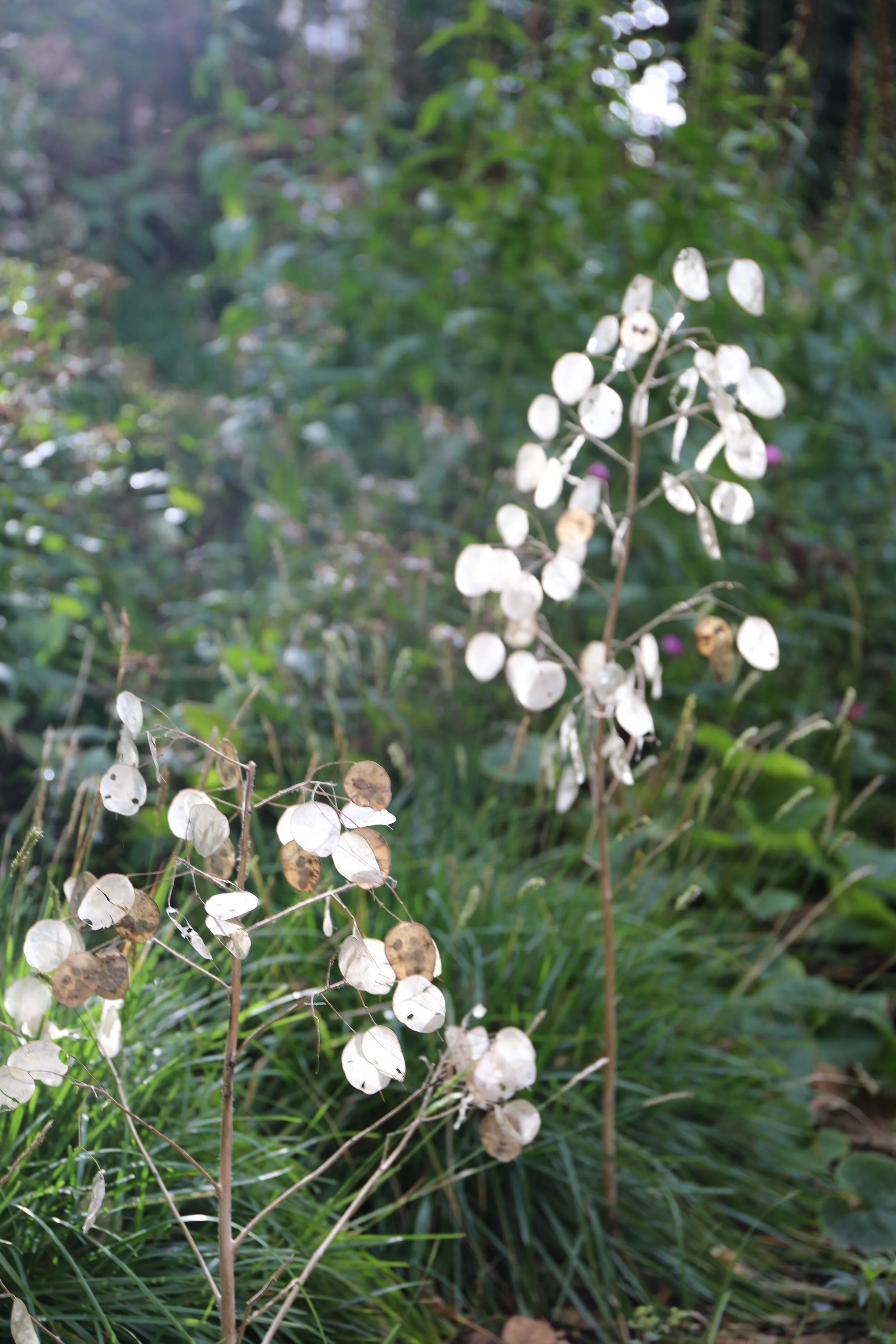 Dried white seed pods on stems in a forest setting.