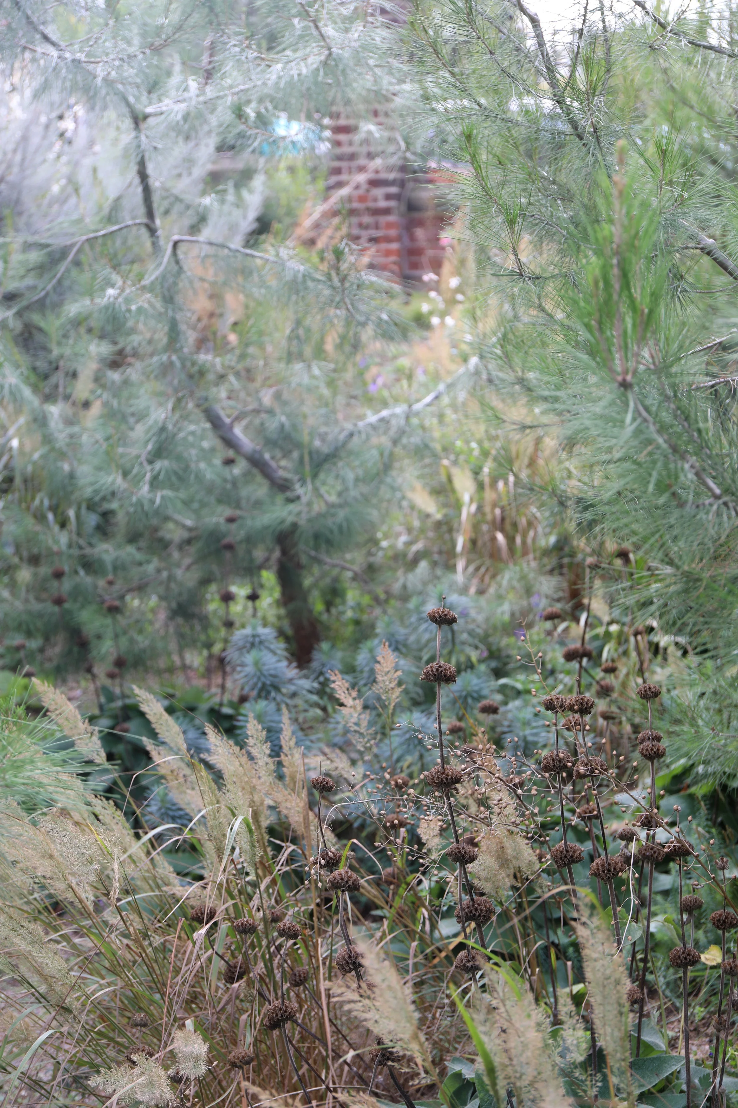 A lush garden with various green plants, grasses, and a small tree, with a brick wall in the background partially obscured by foliage.