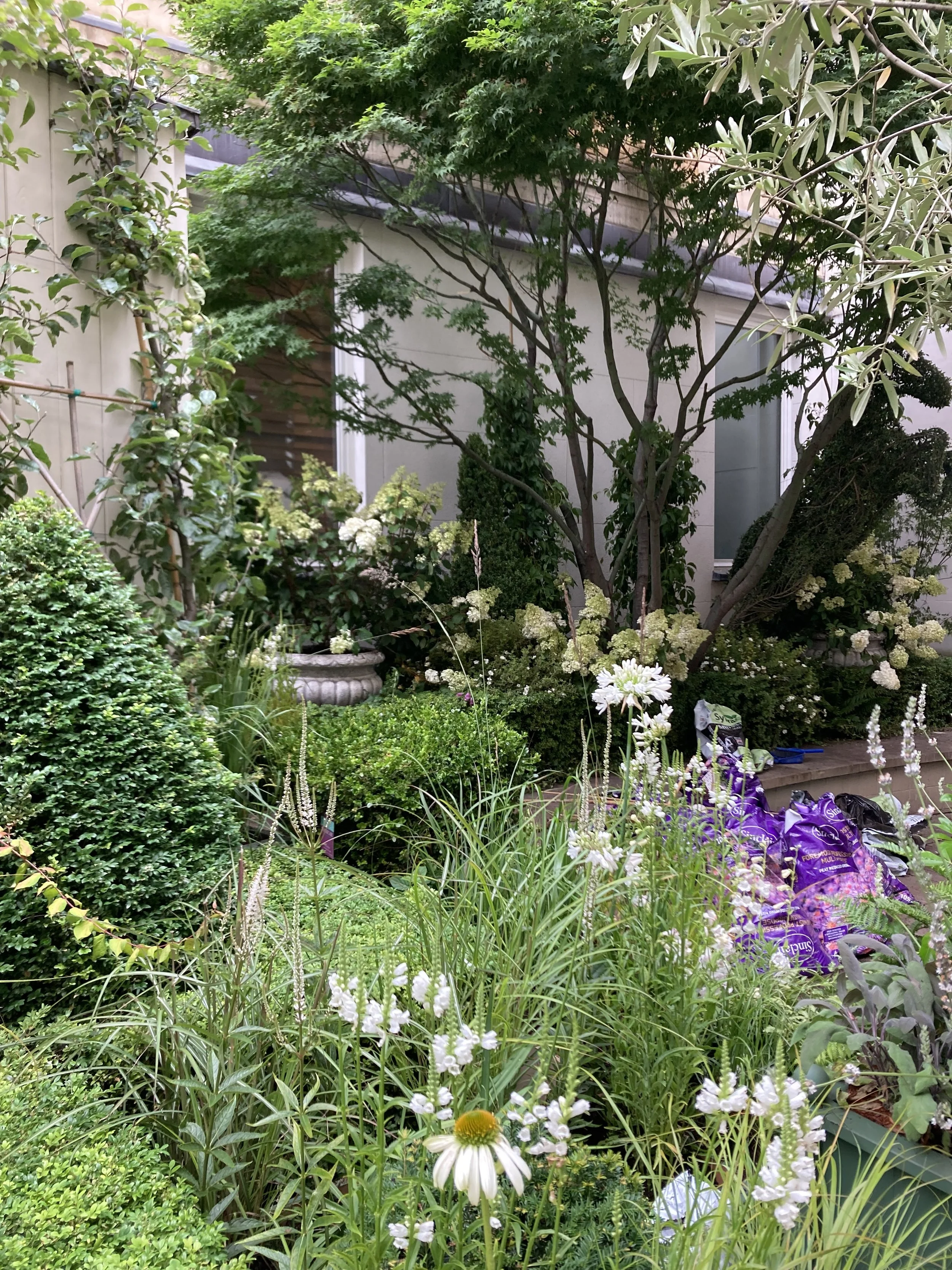 A lush garden with various green plants, white flowers, and a tree, located next to a house with a window and a brown wooden door.