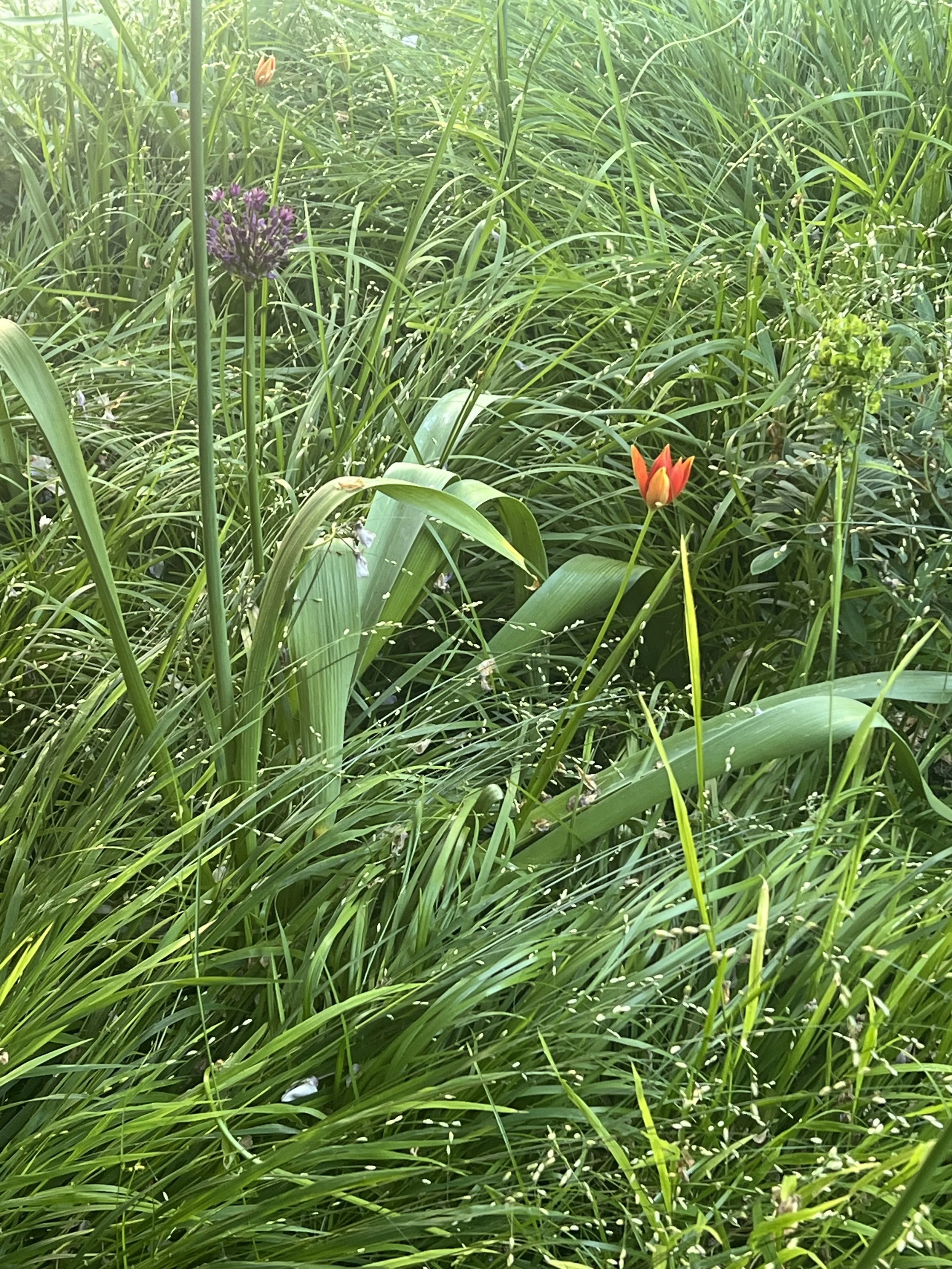 Green grass and plants with a purple flower and a red flower in the foreground.