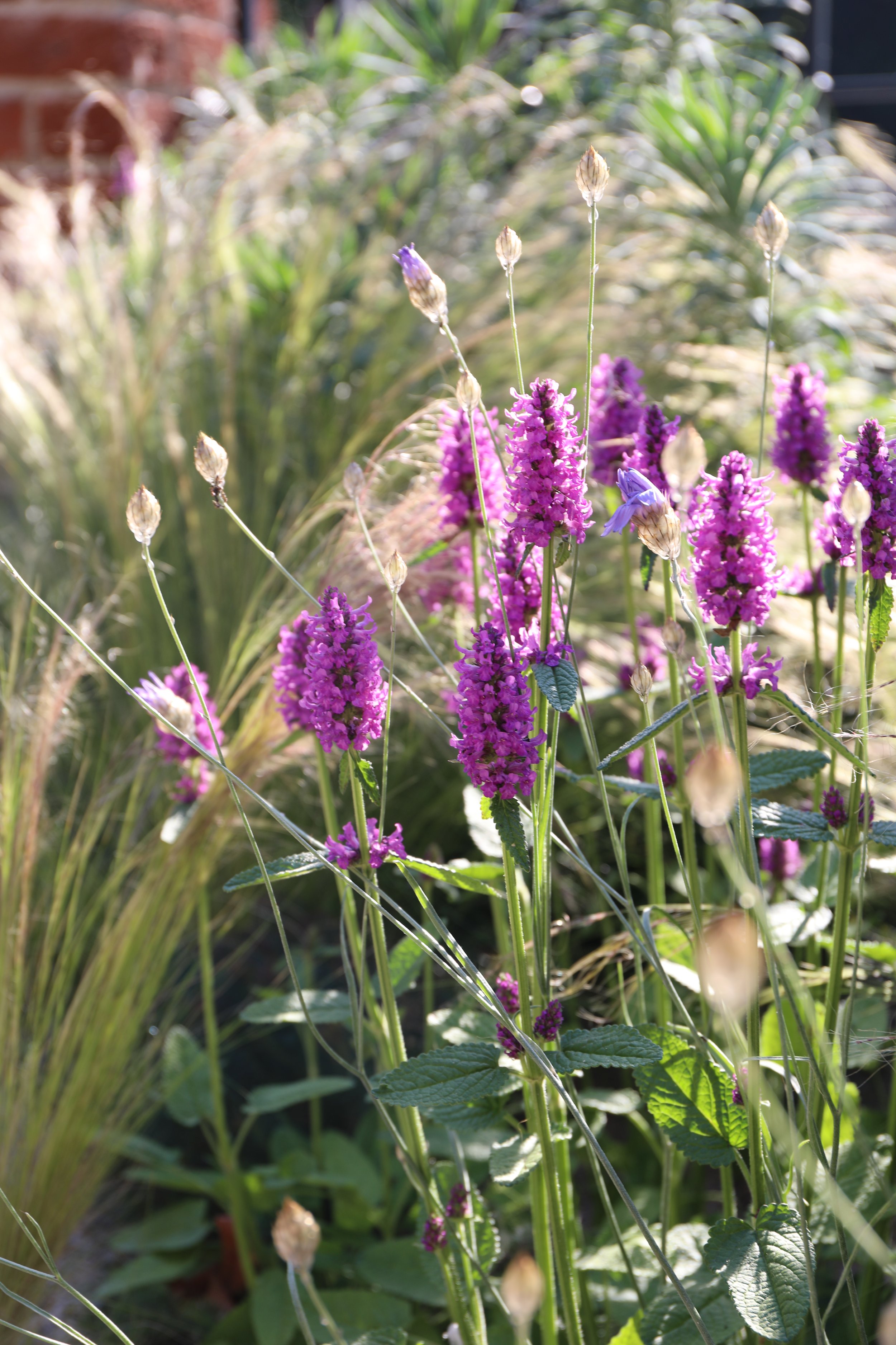 Purple flowering plants with green leaves and tall grass in a garden, sunlight shining on the scene.