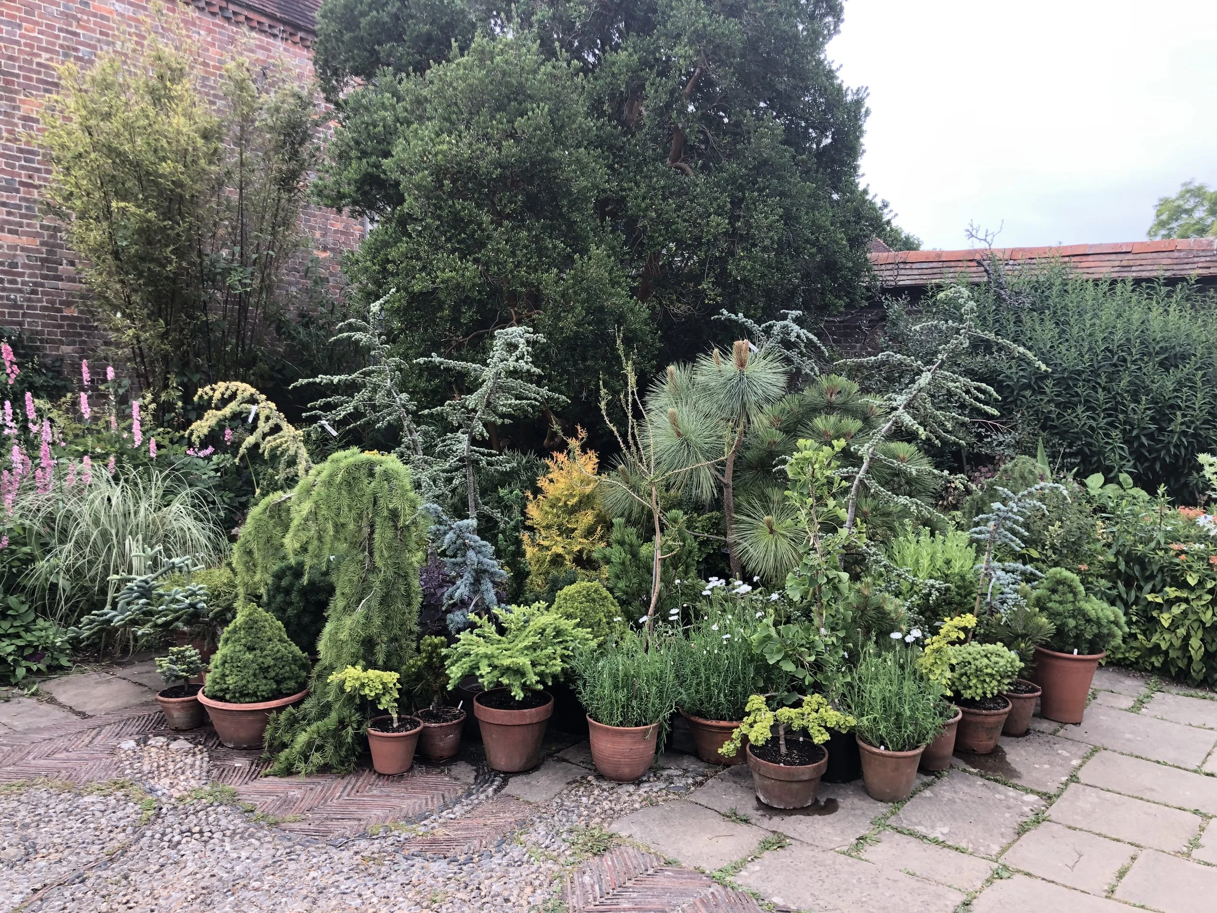 A garden corner with various potted and planted trees and shrubs, surrounded by a brick wall and patterned stone and concrete paving.