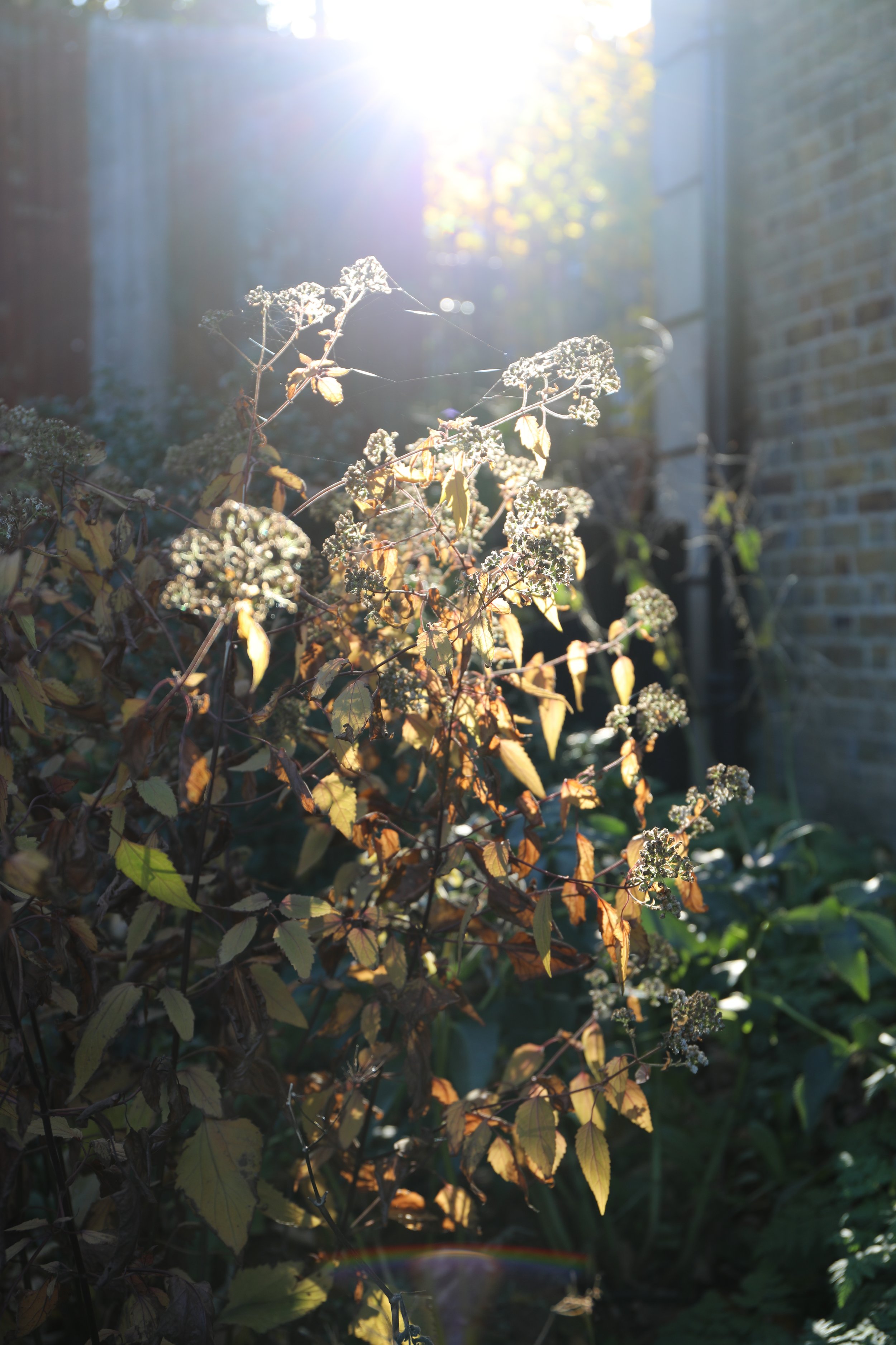 Plants with leaves and small flowers in a garden, illuminated by sunlight, with a brick wall and fence in the background.
