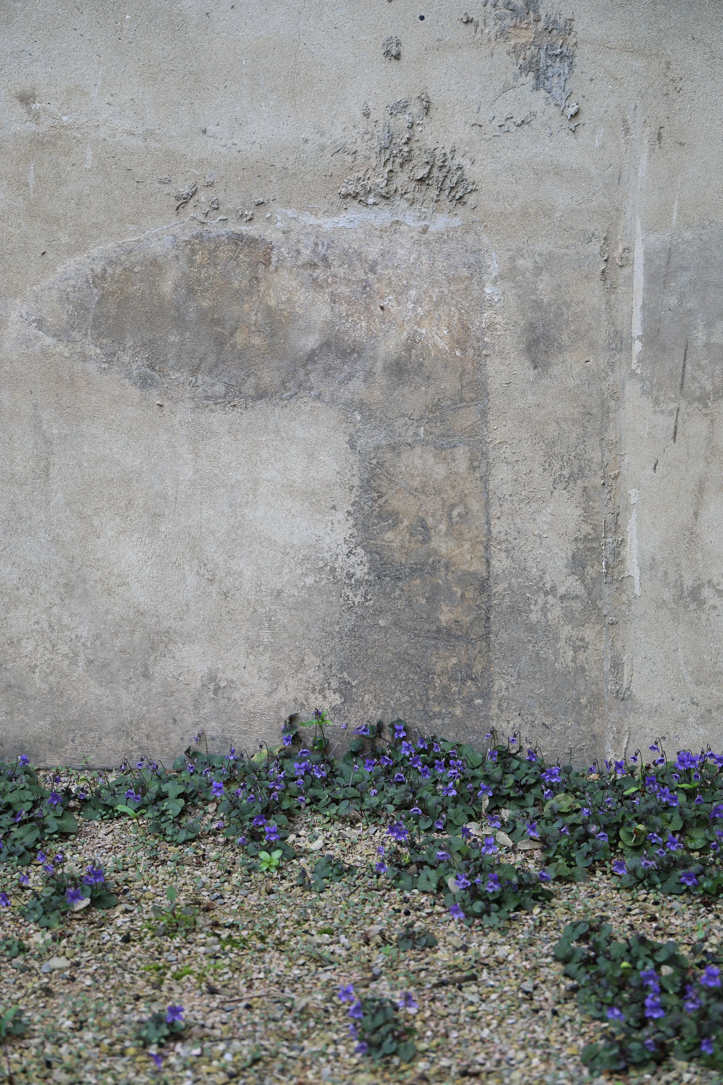 A weathered concrete wall with purple flowers growing at its base on gravel ground.